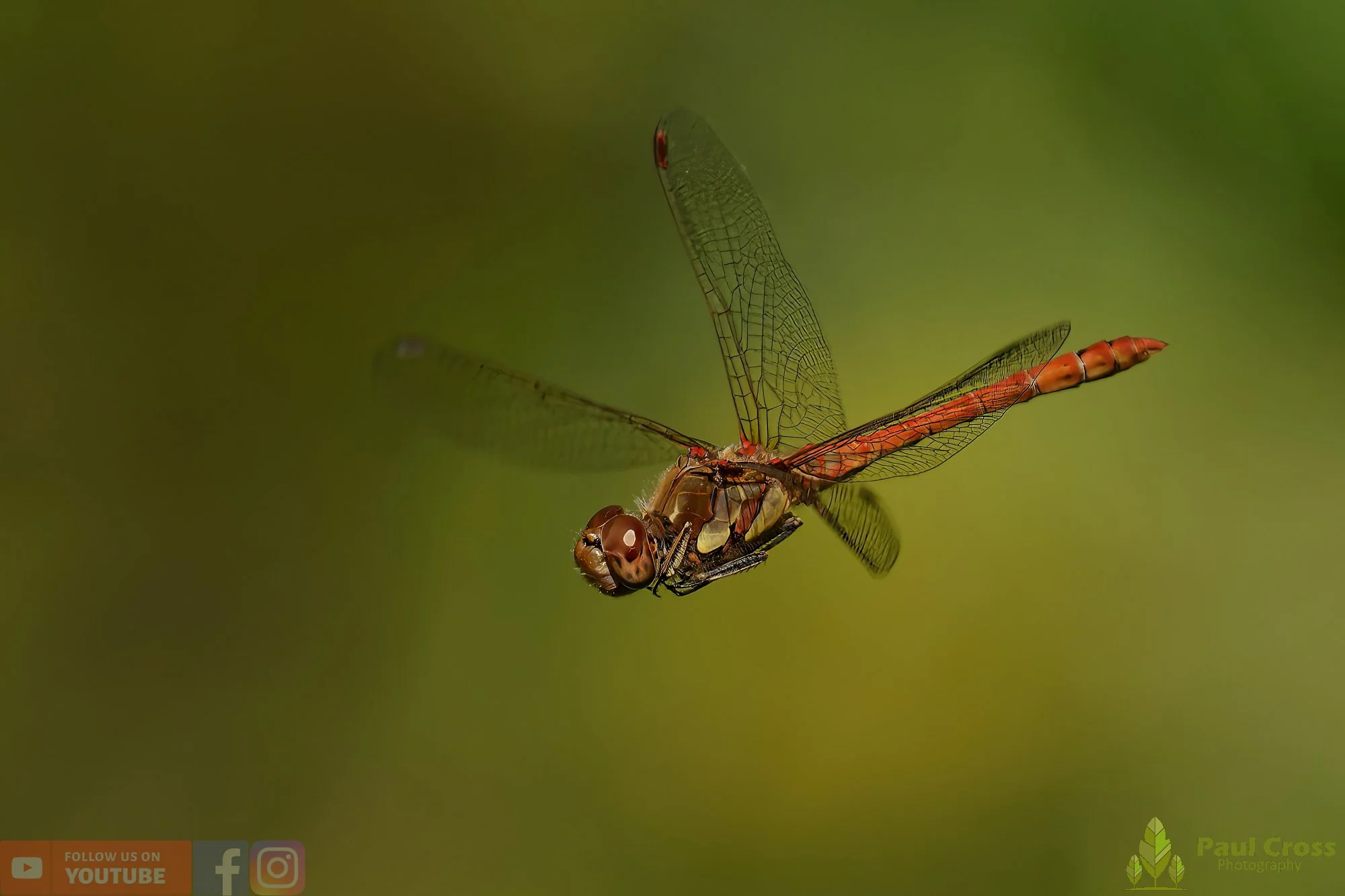 Common Darter-00061.jpg
