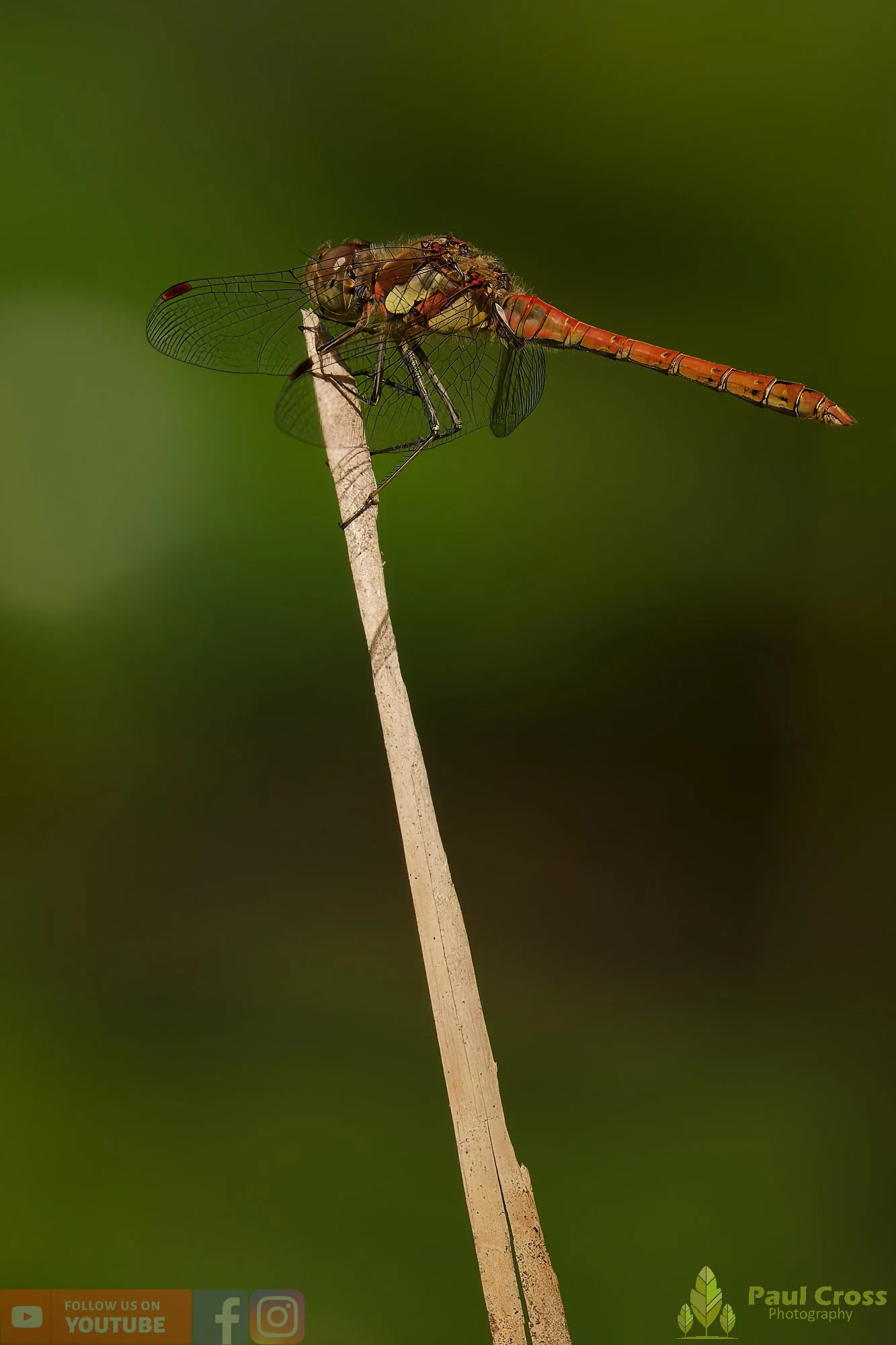Common Darter-00063.jpg