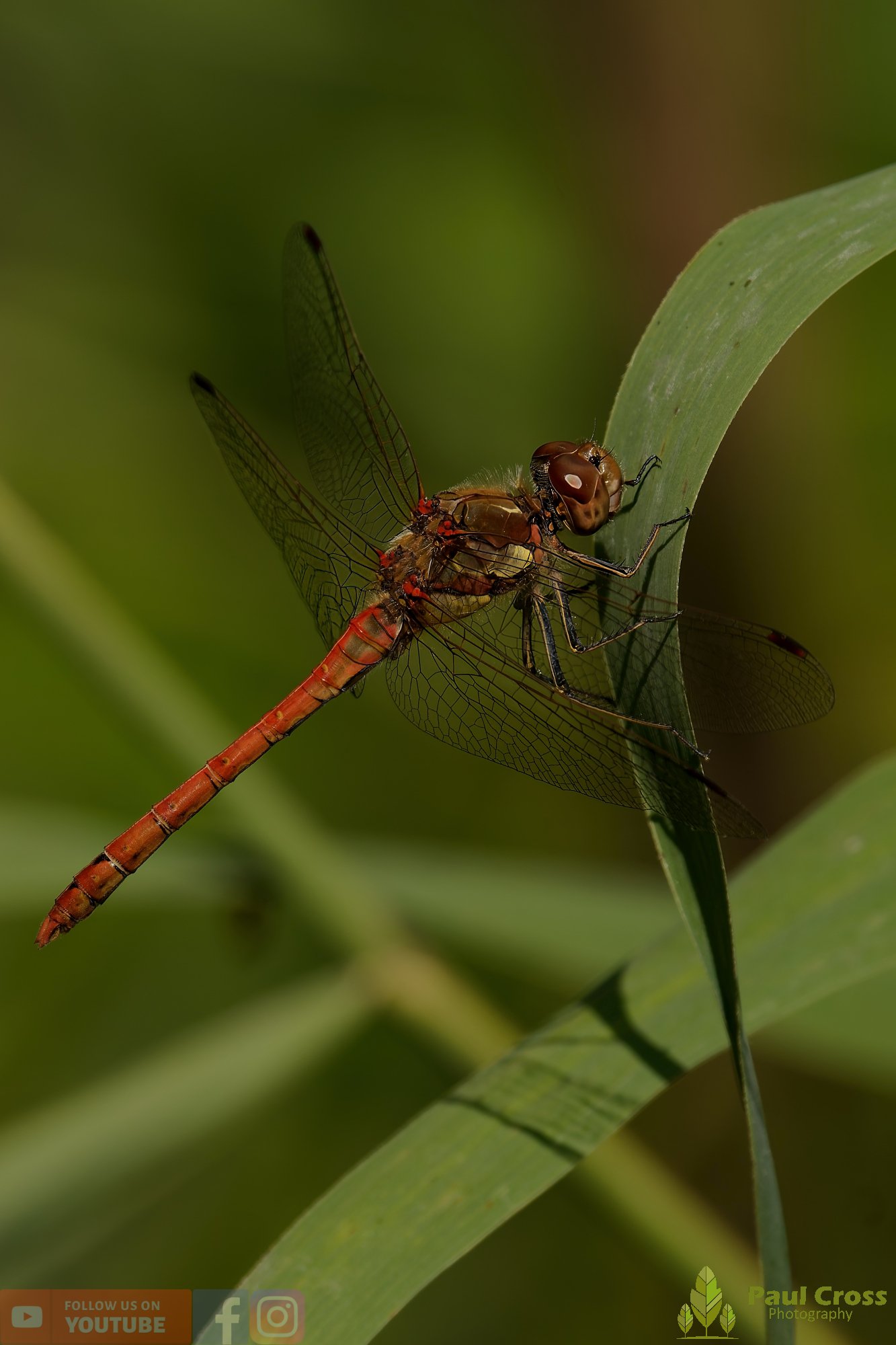 Common Darter-00062.jpg