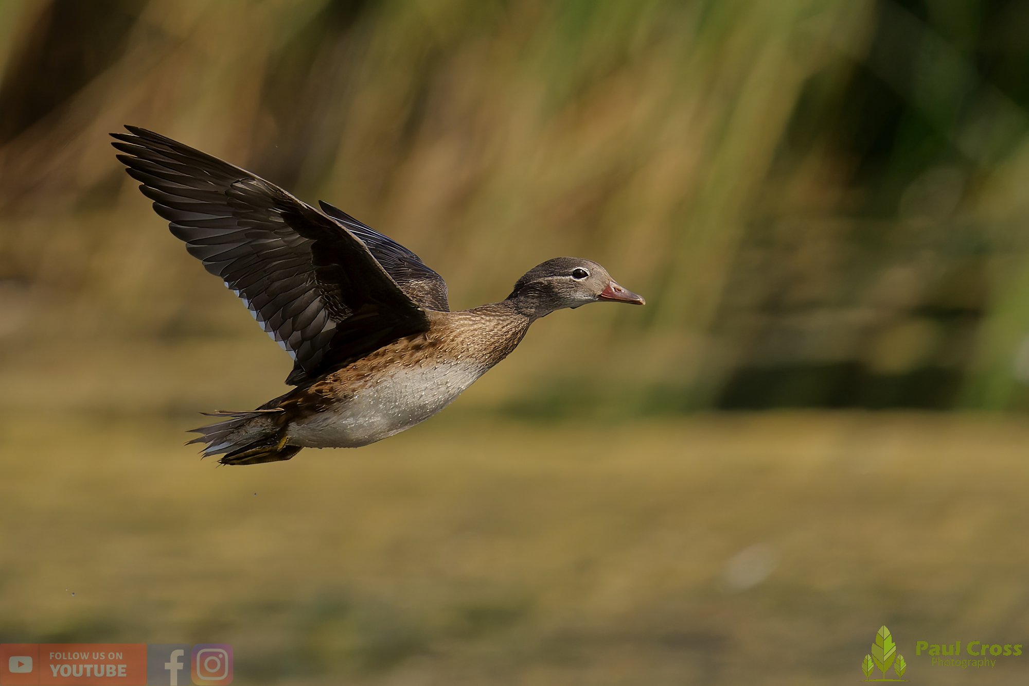 Mandarin Duck-00068.jpg