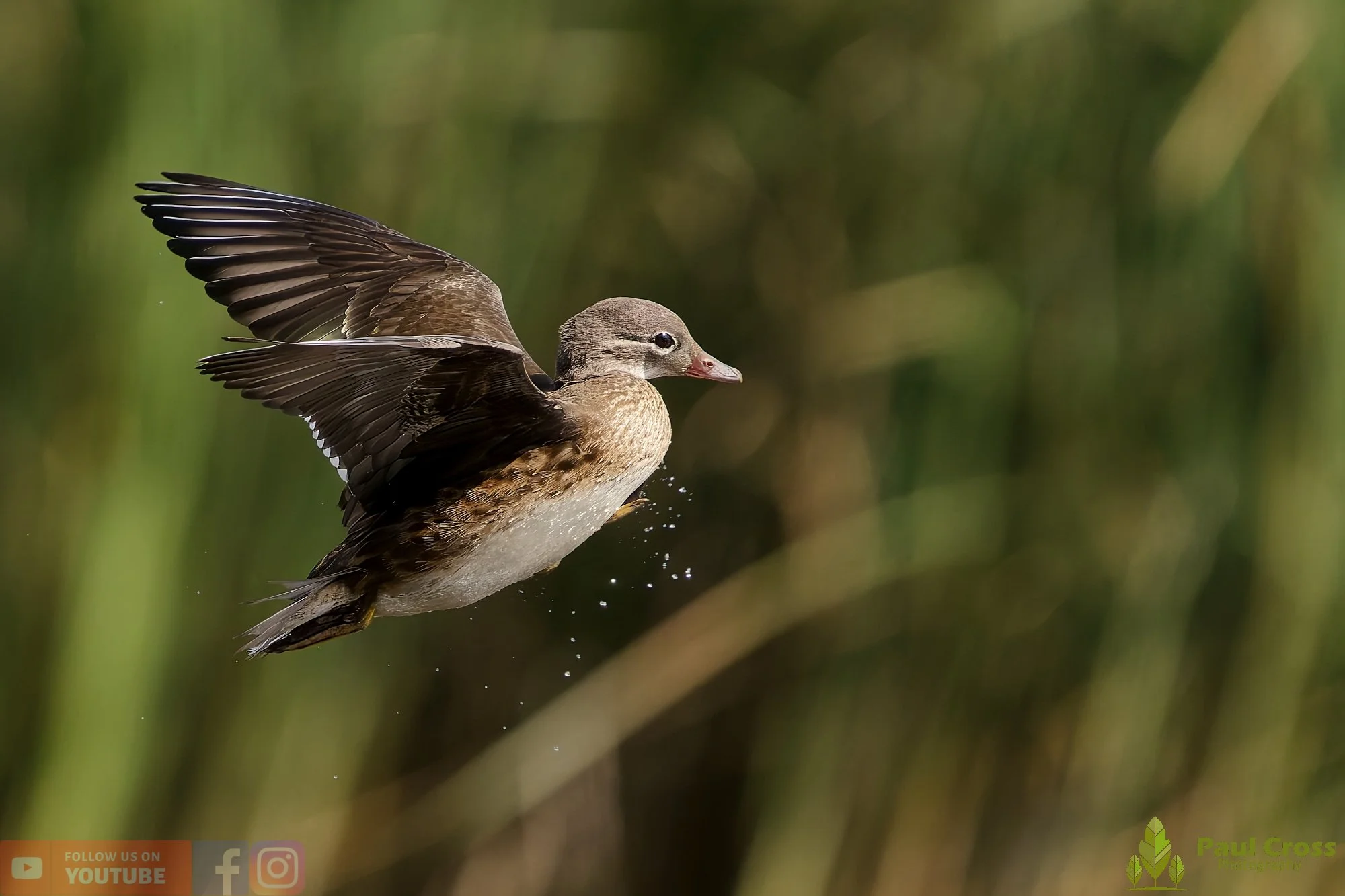 Mandarin Duck-00070.jpg