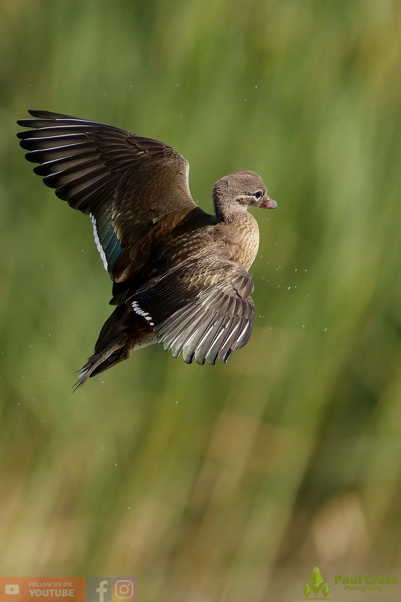 Mandarin Duck-00071.jpg