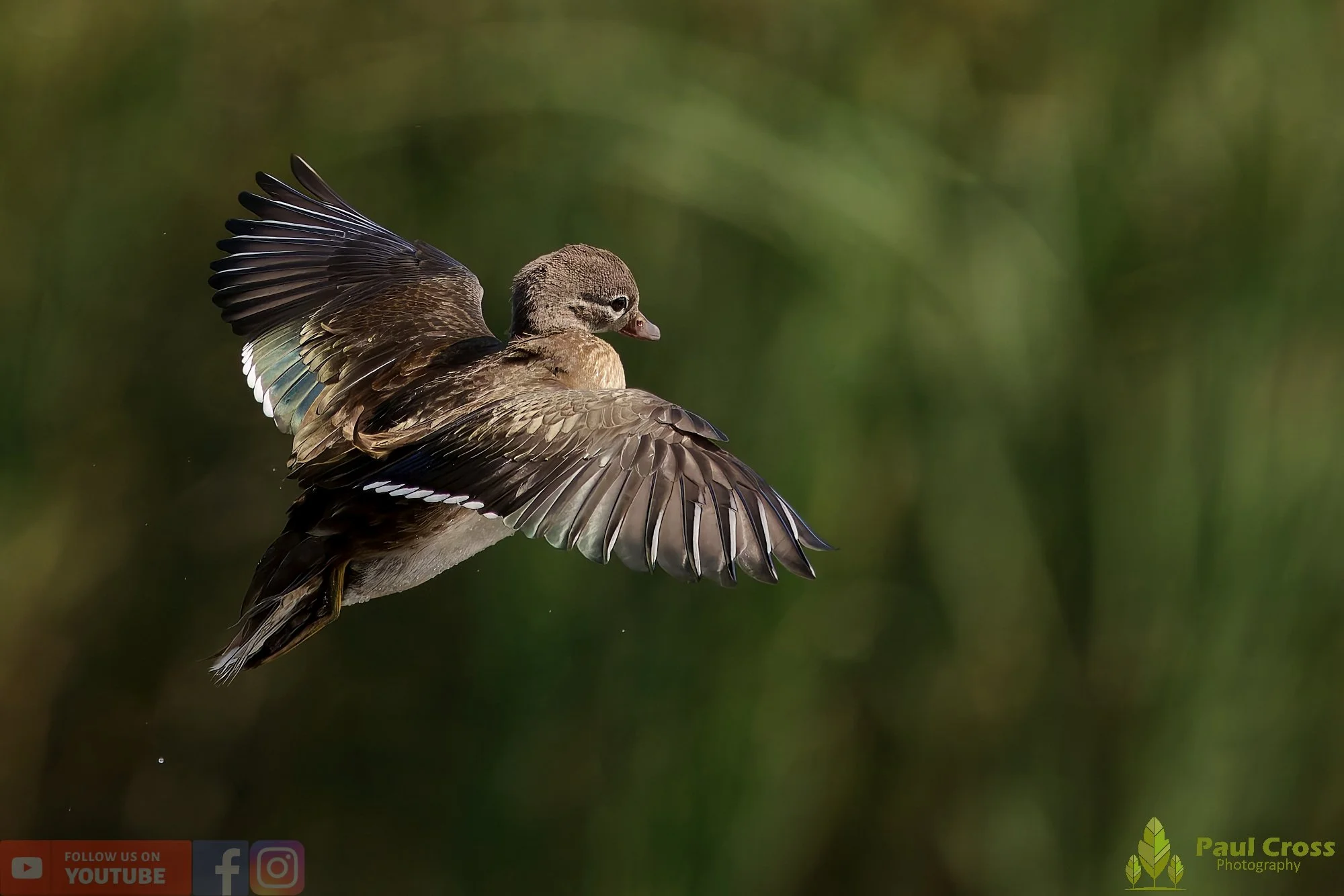 Mandarin Duck-00072.jpg