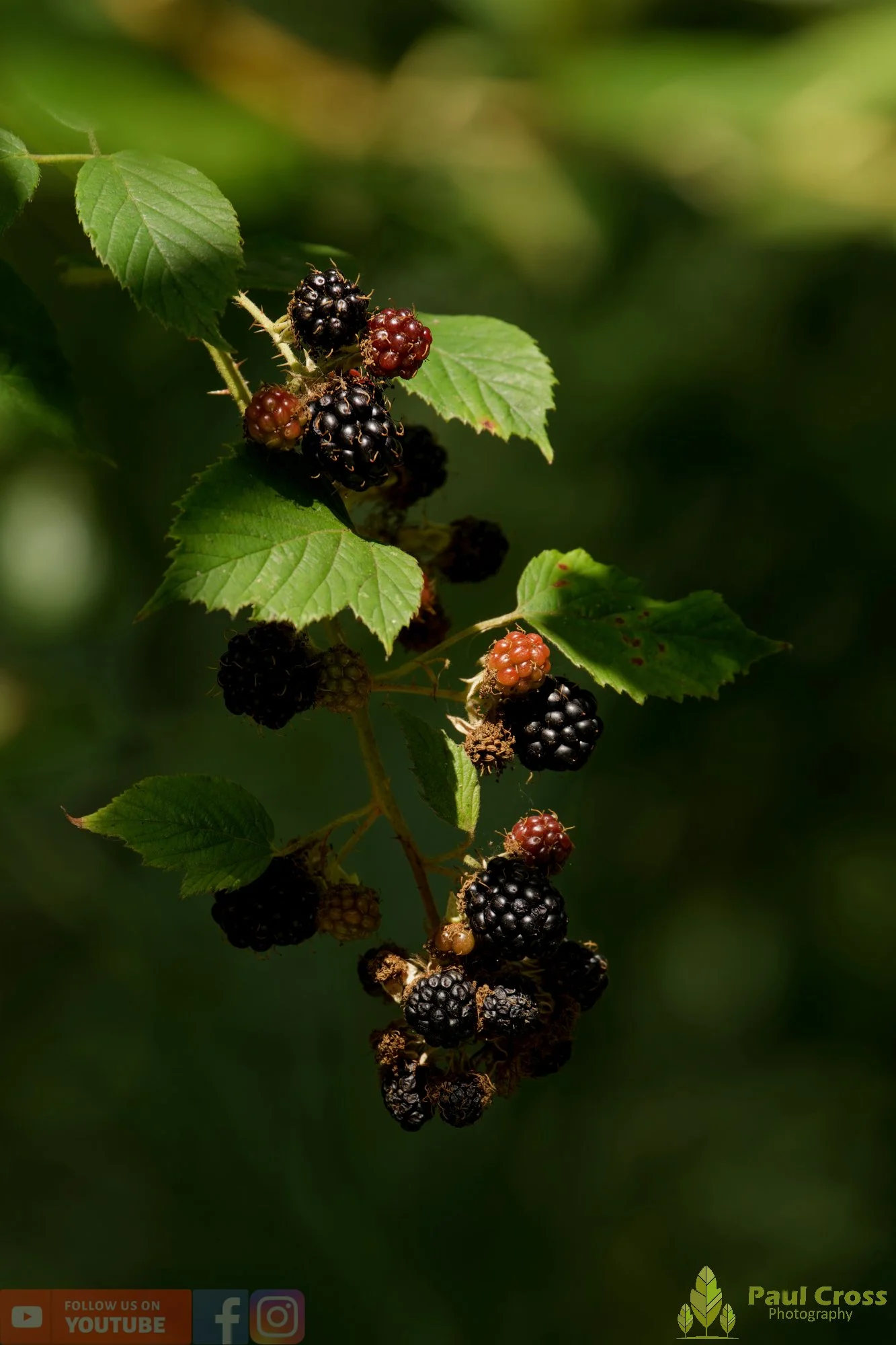 Bramble-00010.jpg