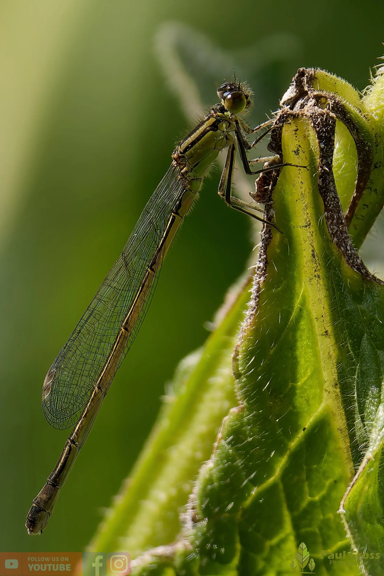 Blue-Tailed Damselfly-00017.jpg