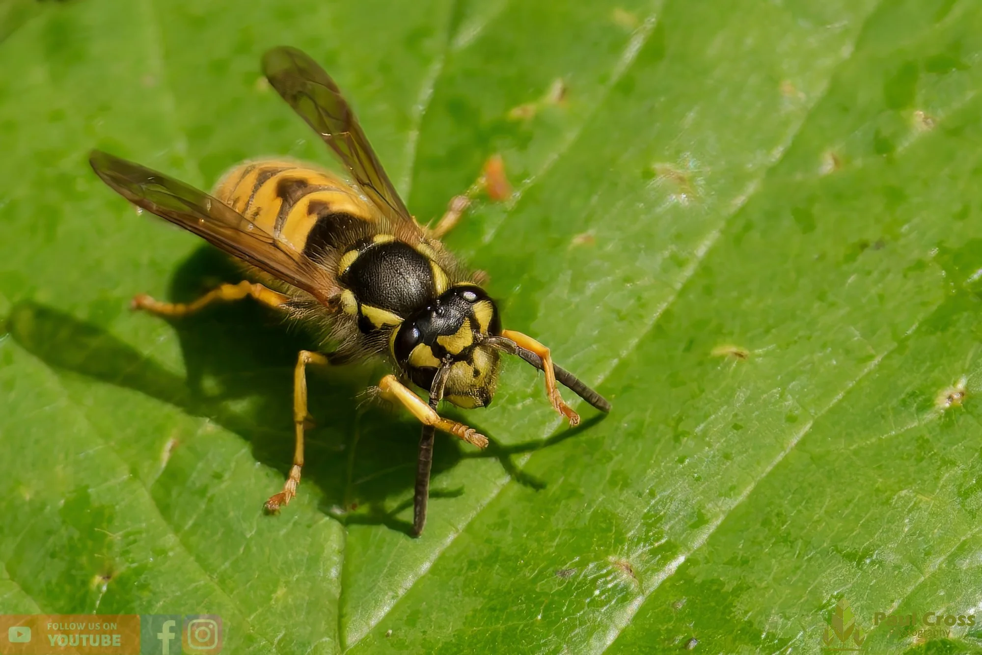 Common Wasp-00037.jpg