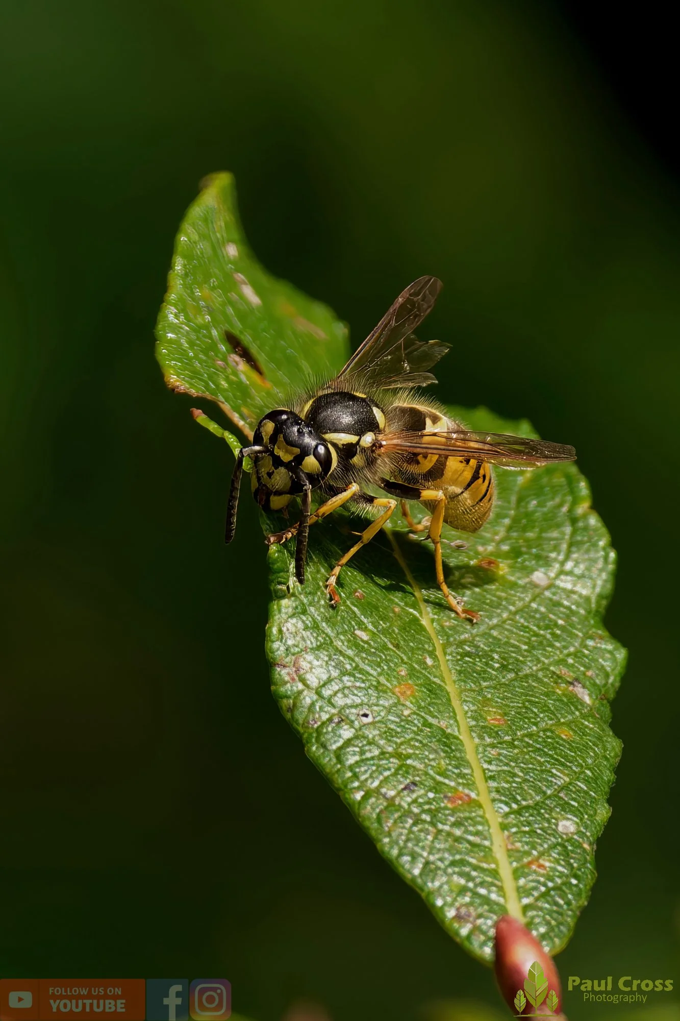 Common Wasp-00038.jpg