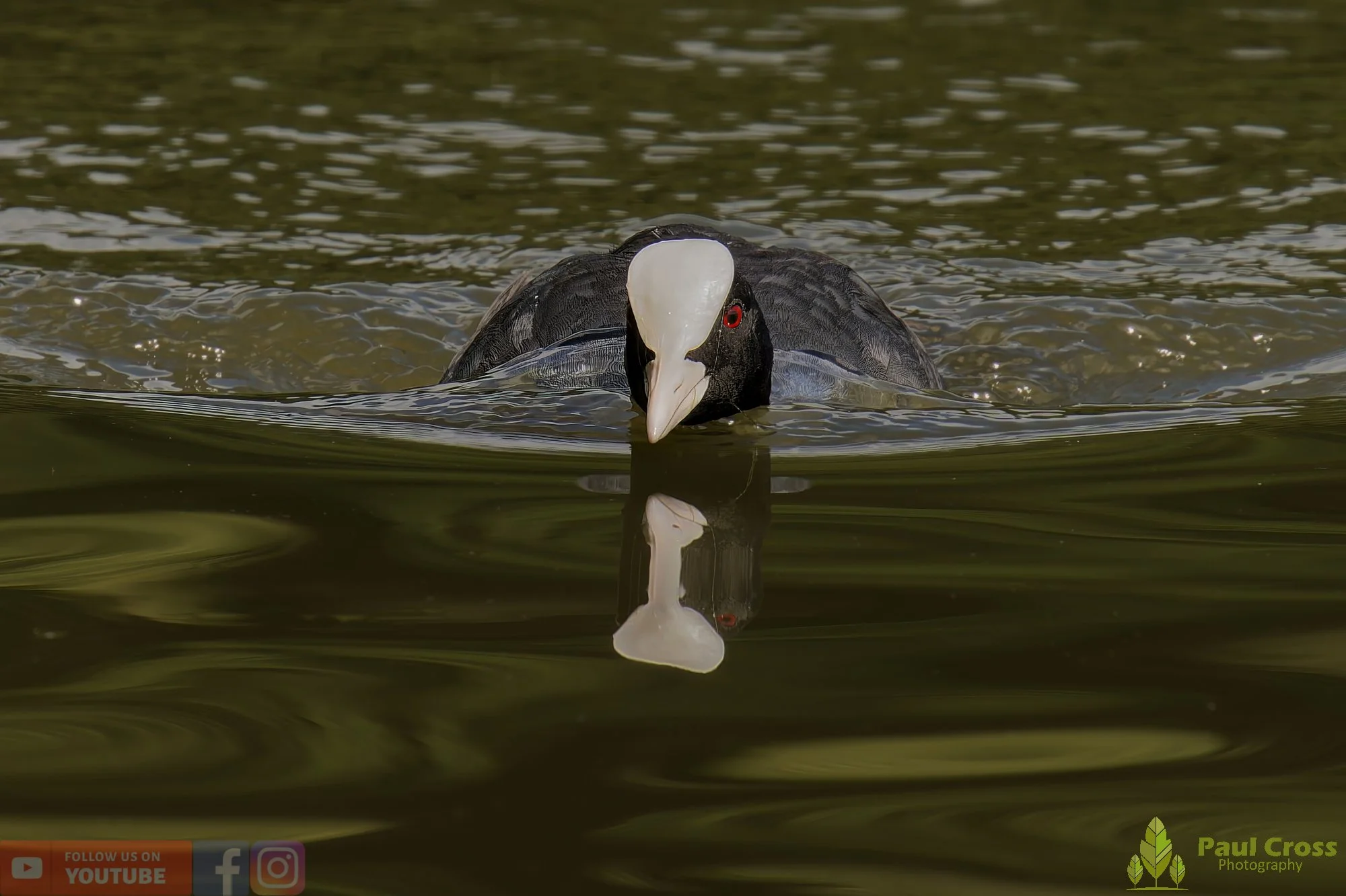 Coot-00495.jpg