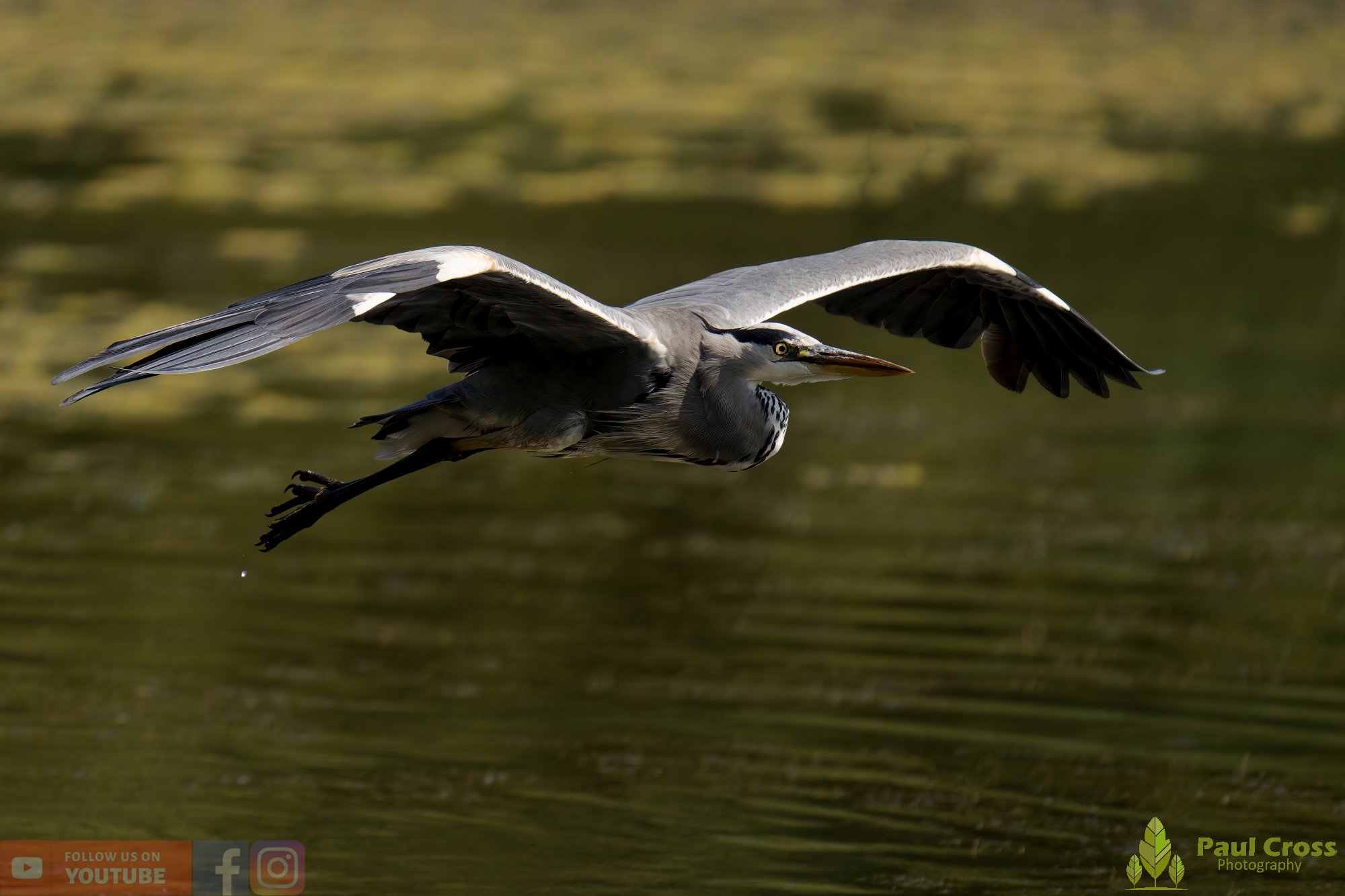 Grey Heron-00624.jpg