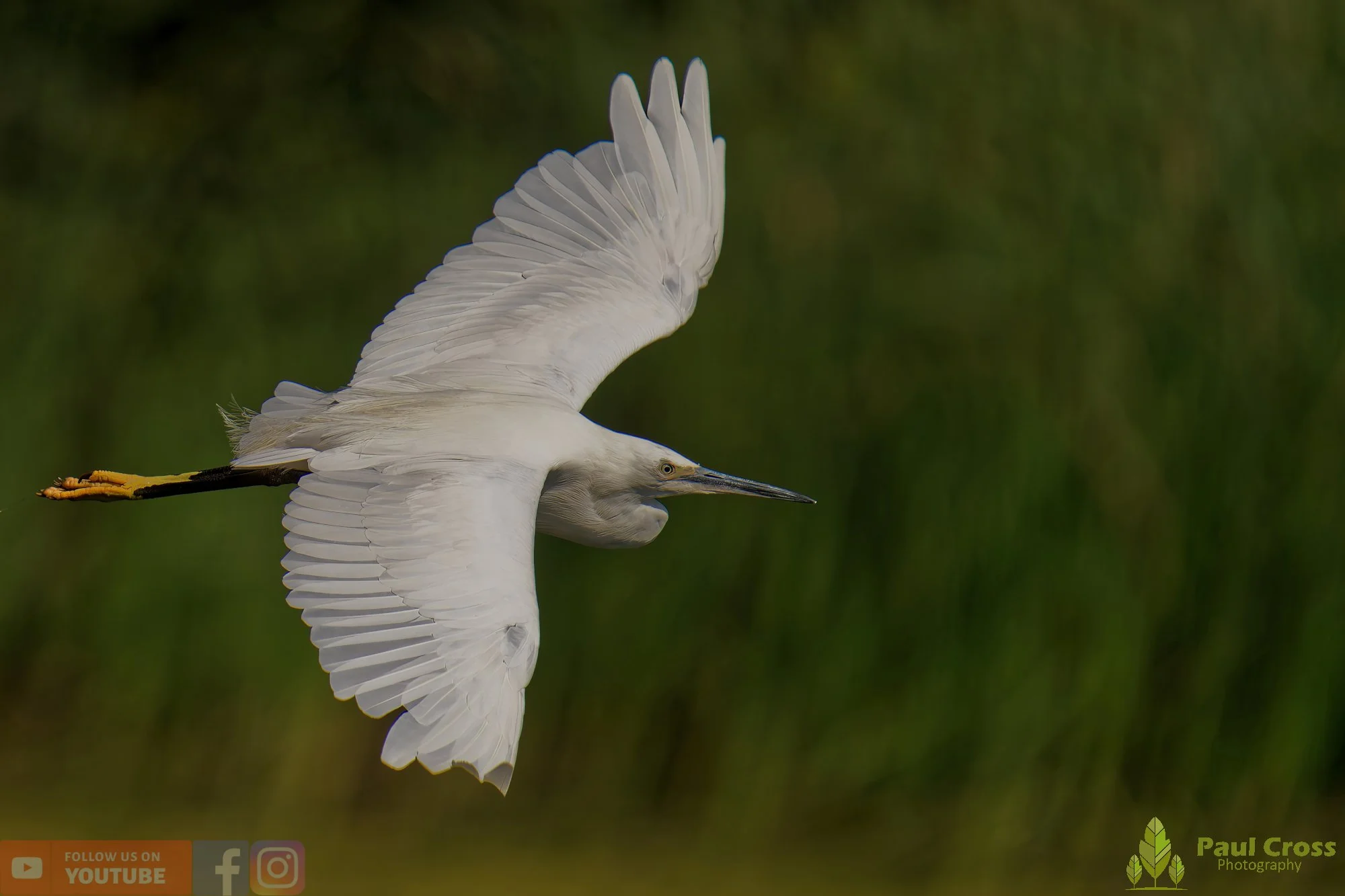 Little Egret-00474.jpg