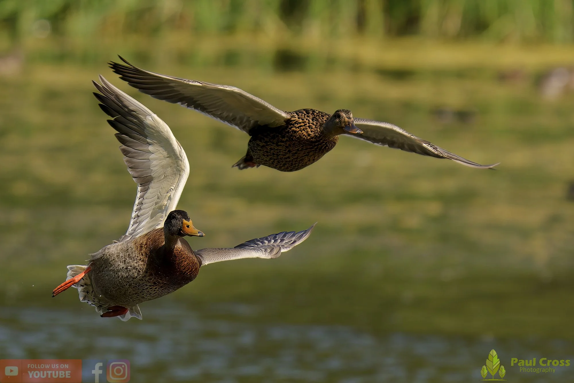 Mallard Duck-01070.jpg