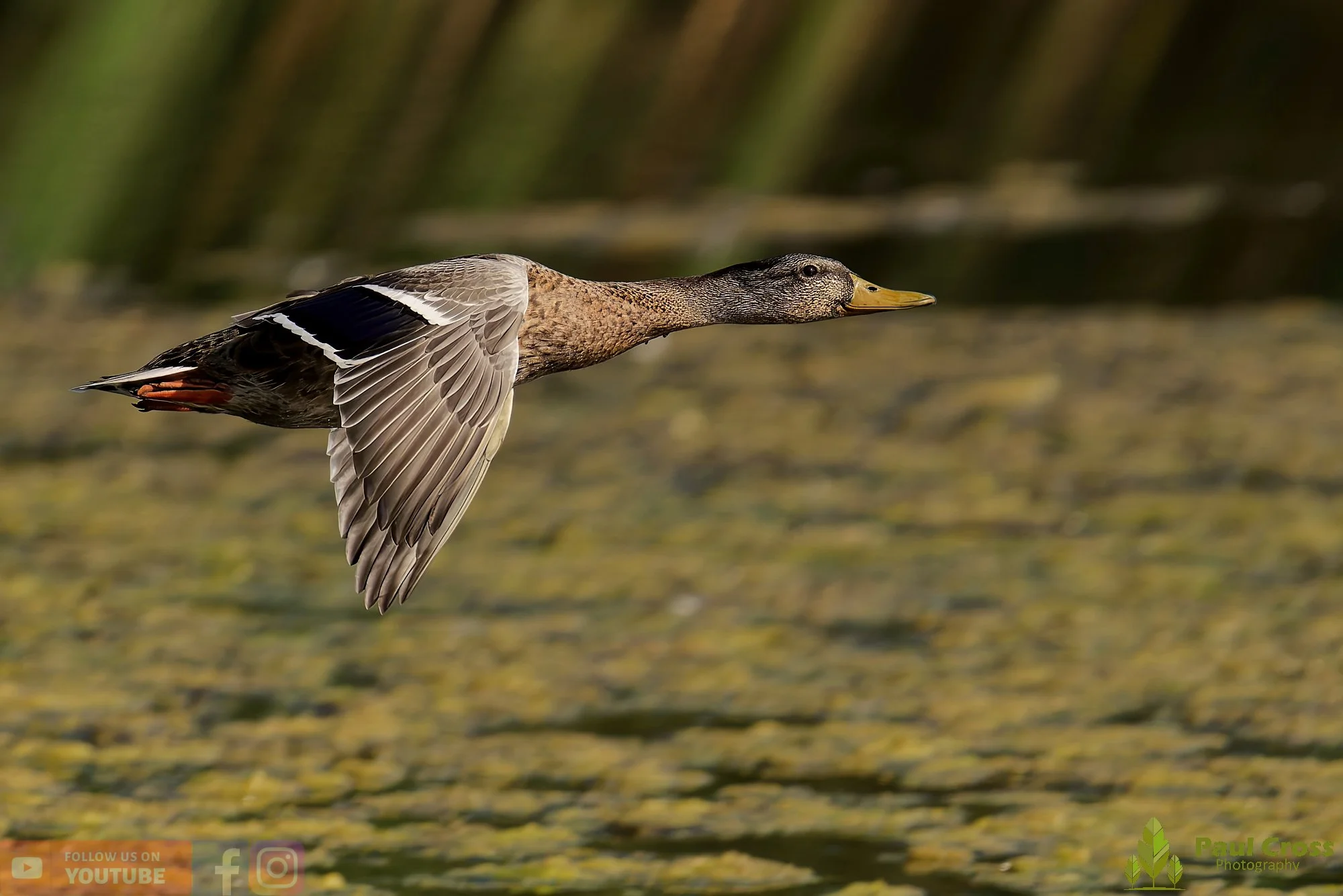 Mallard Duck-01073.jpg