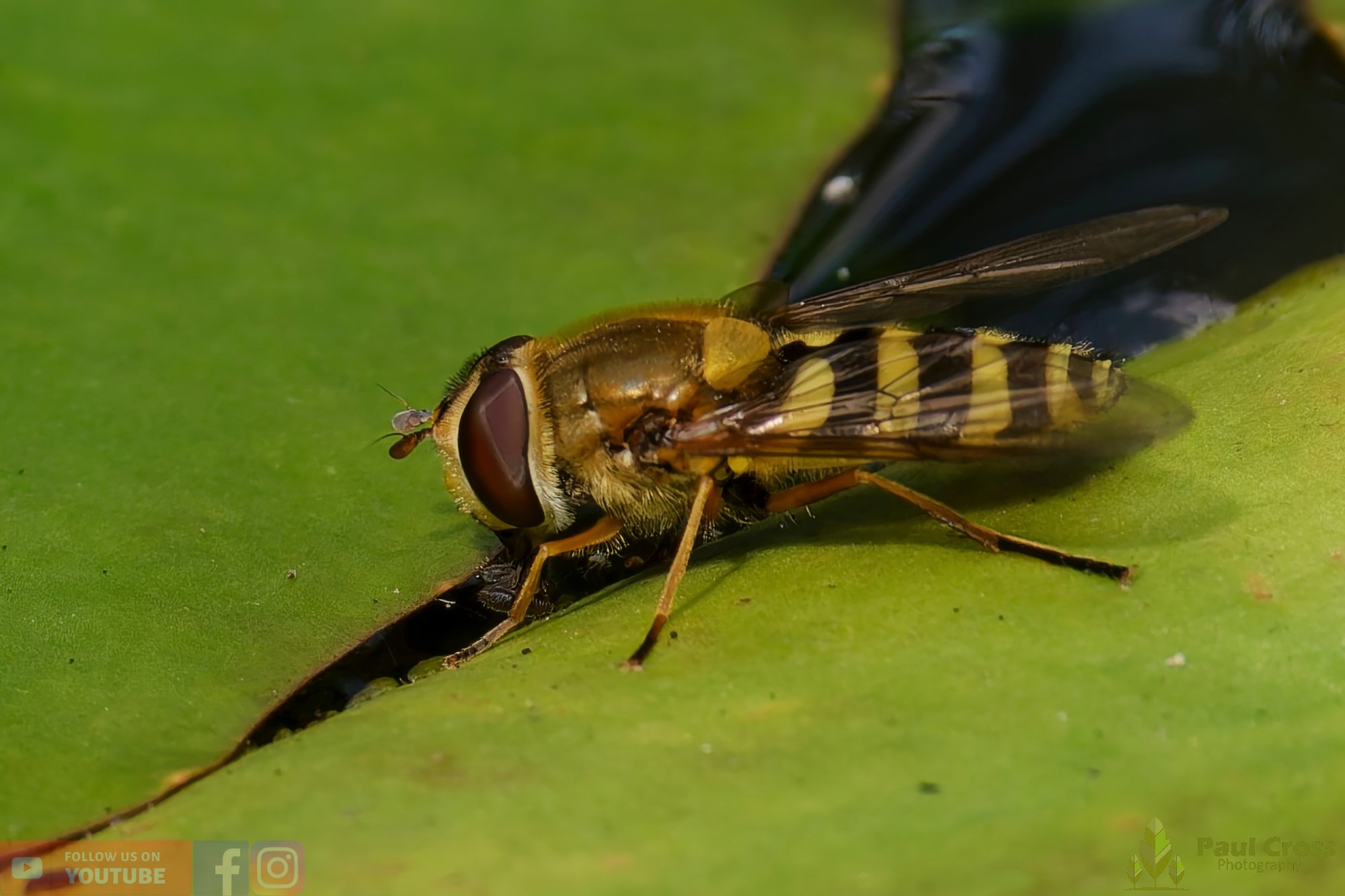 Marmalade Hoverfly-00017.jpg