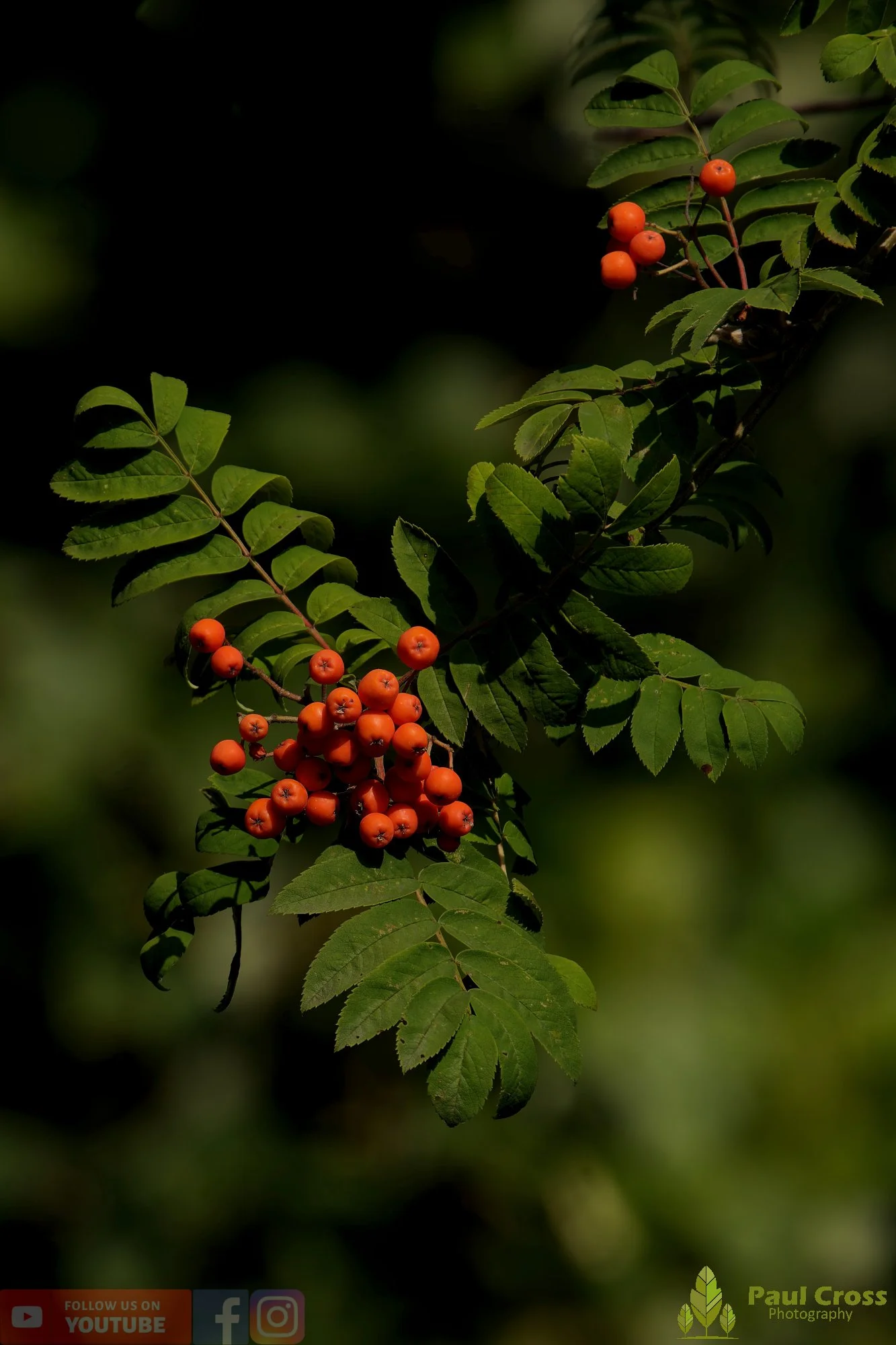 Rowan-00001.jpg
