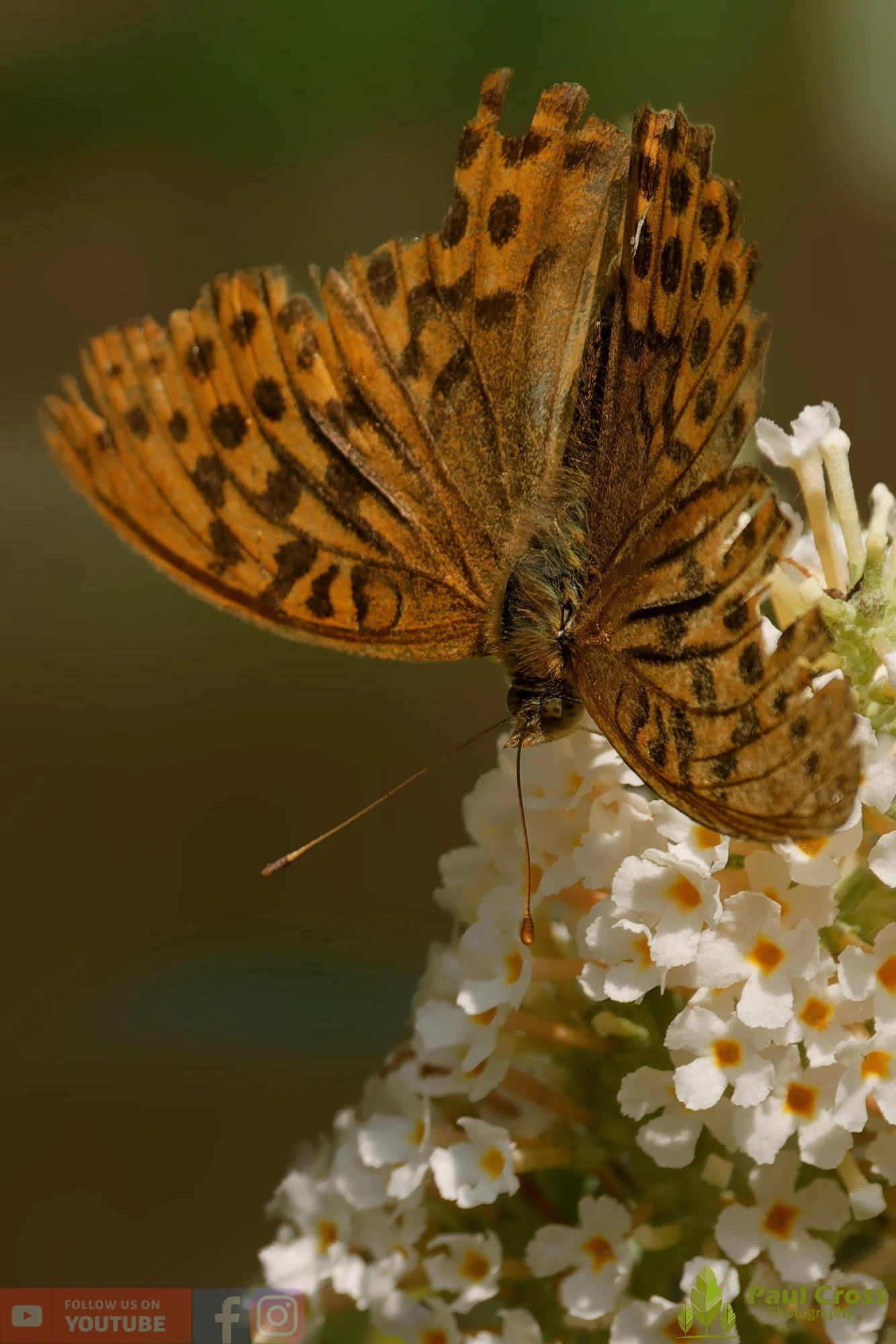 Silver-Washed Fritillary-00001.jpg