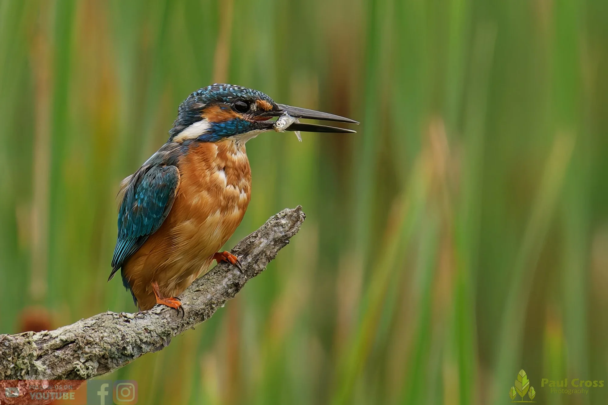 Kingfisher-00456.jpg