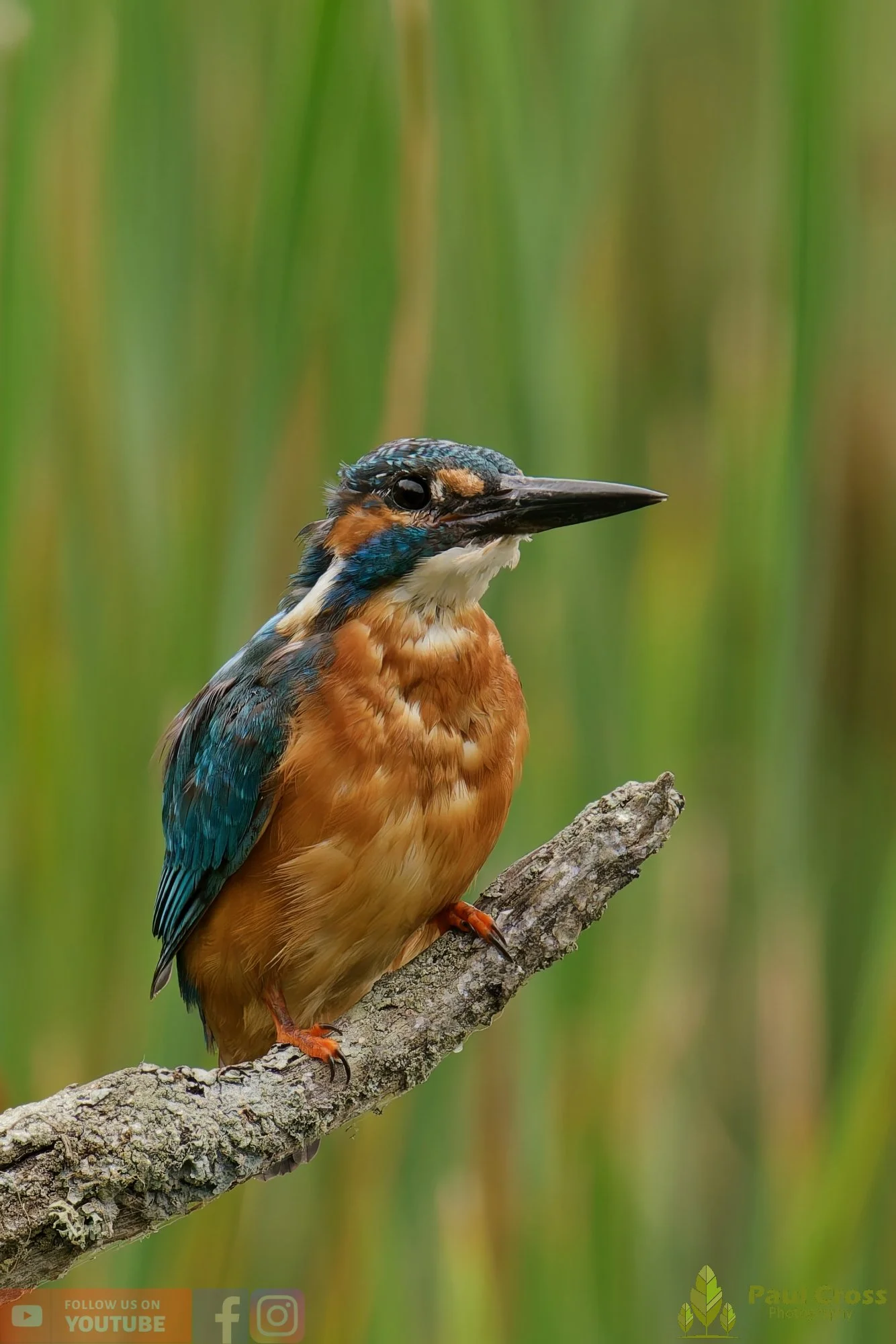 Kingfisher-00457.jpg