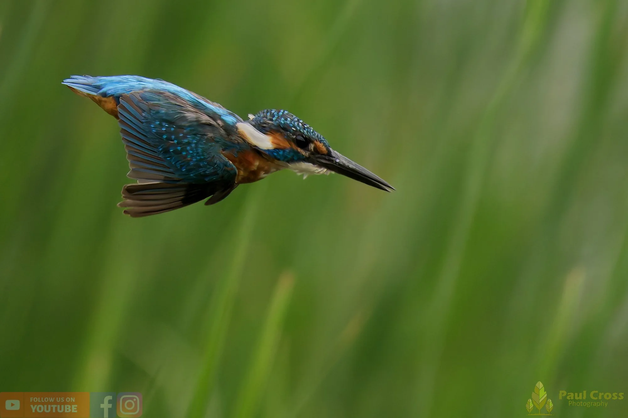 Kingfisher-00458.jpg