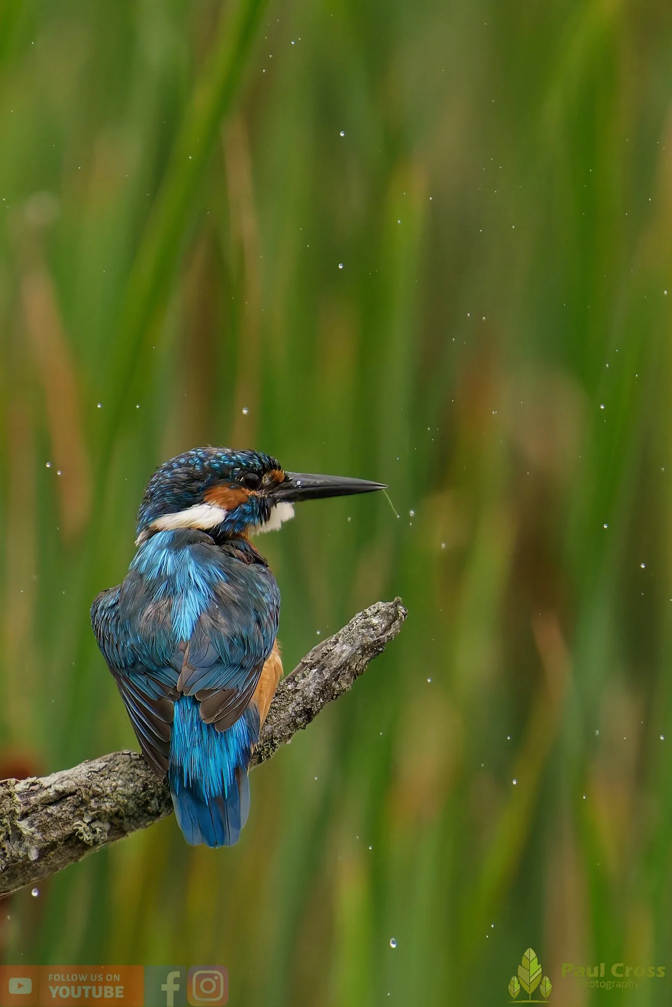 Kingfisher-00459.jpg