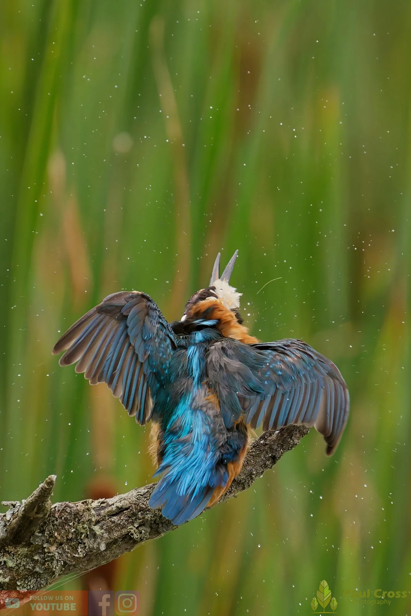 Kingfisher-00460.jpg