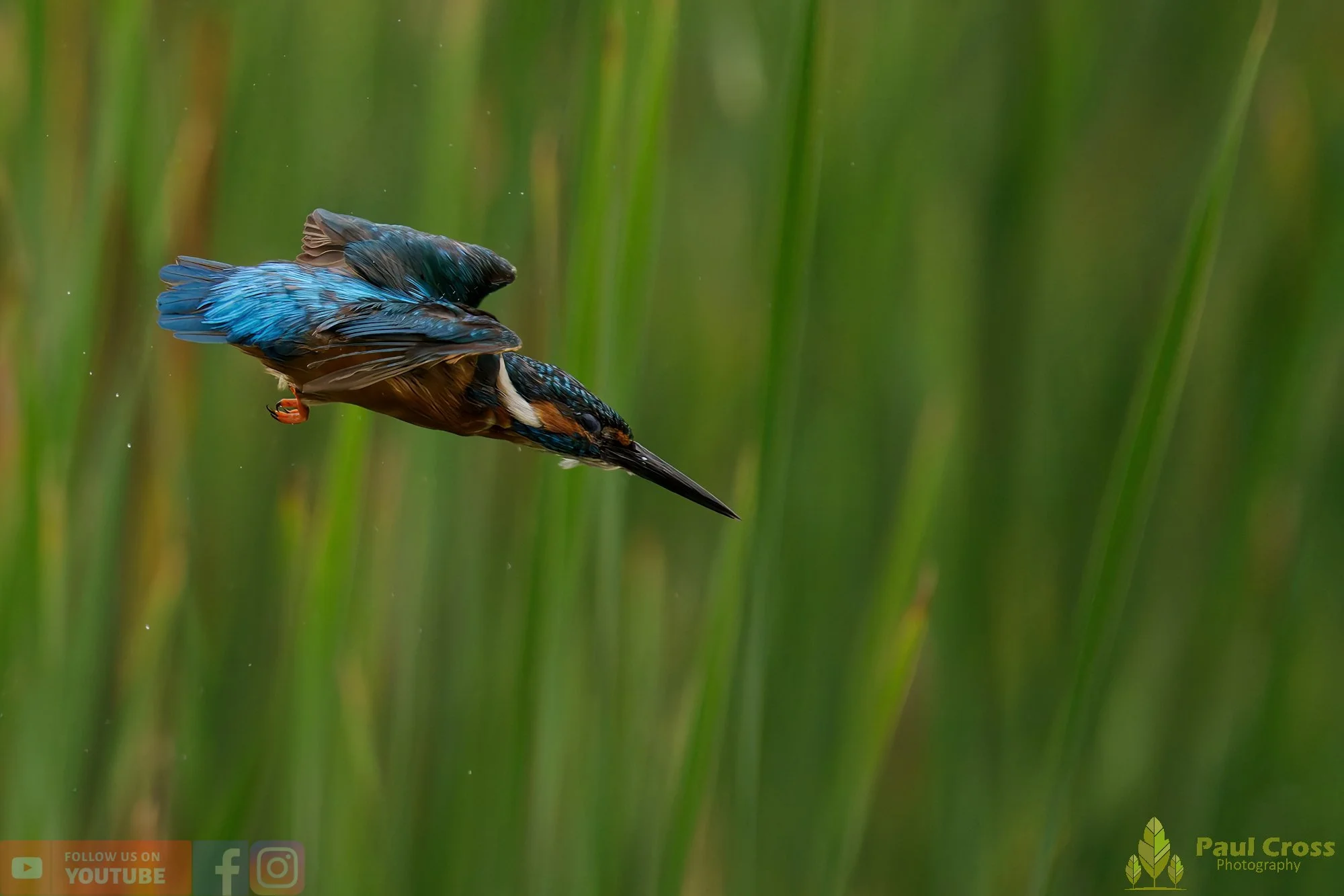 Kingfisher-00462.jpg