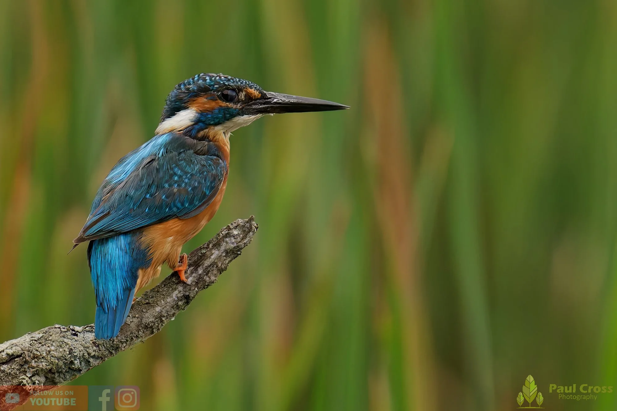 Kingfisher-00463.jpg