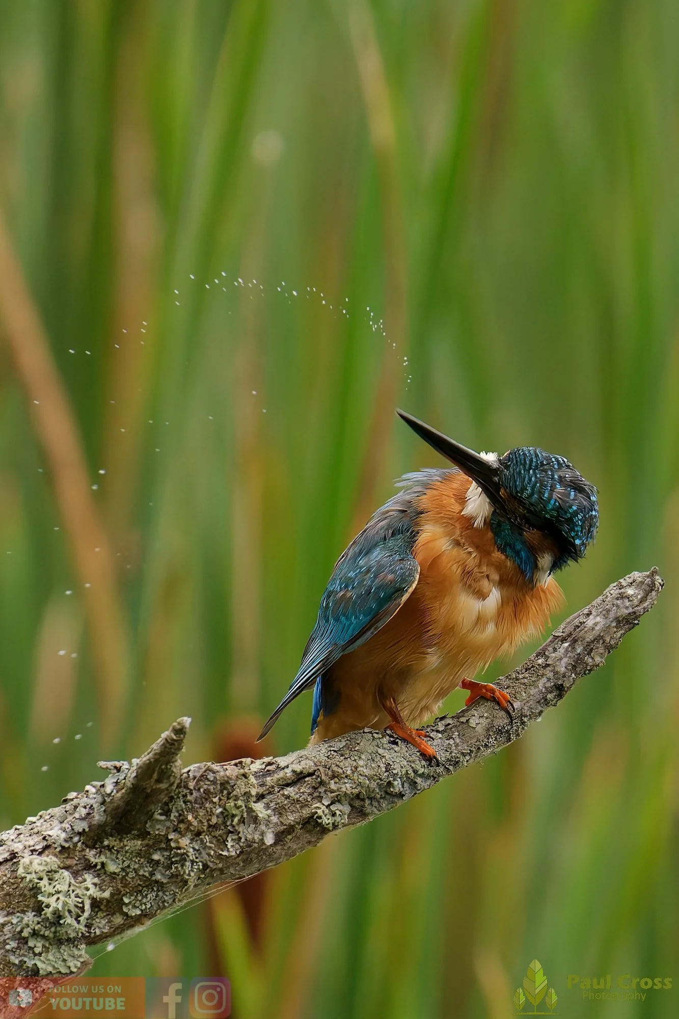 Kingfisher-00464.jpg