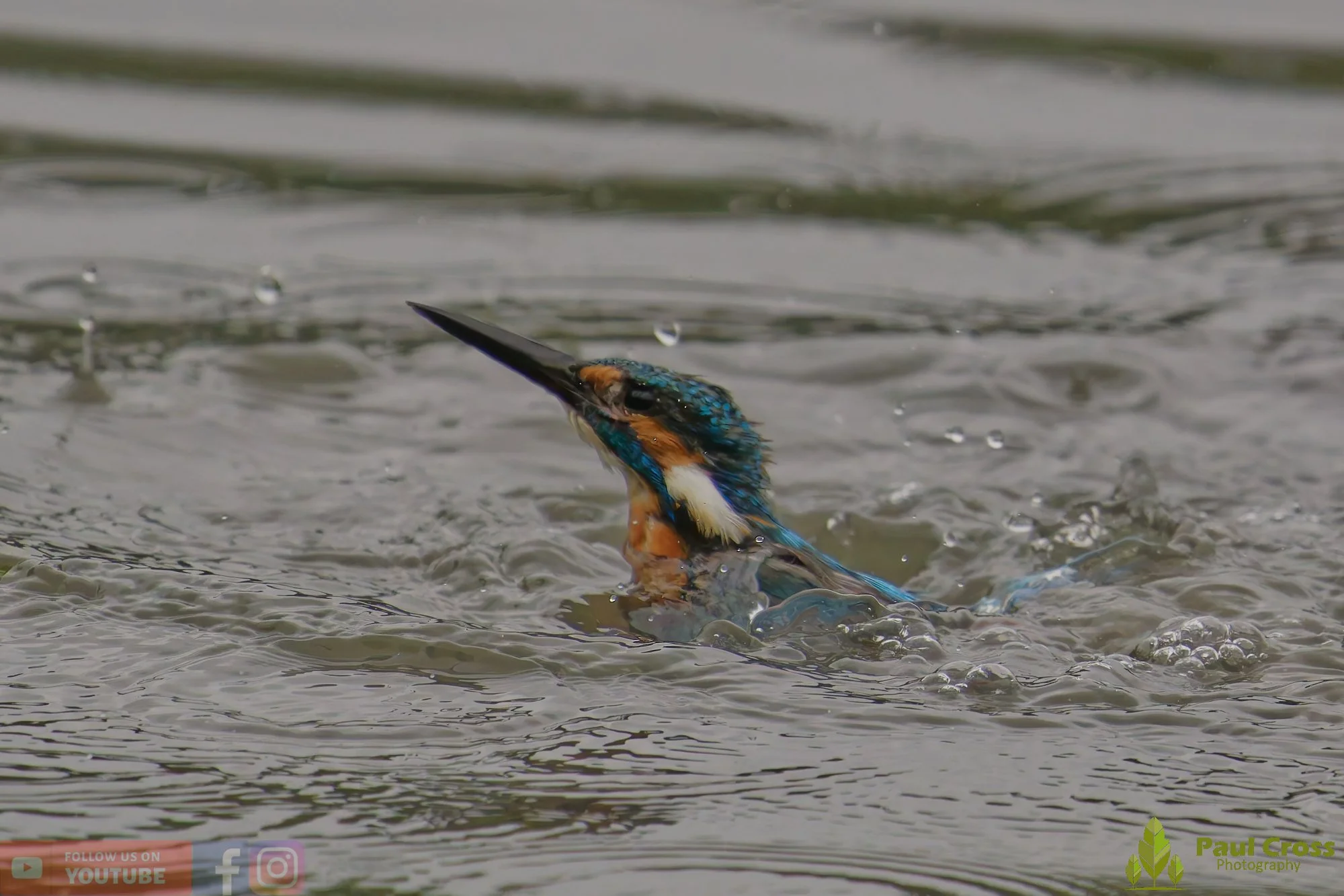 Kingfisher-00465.jpg