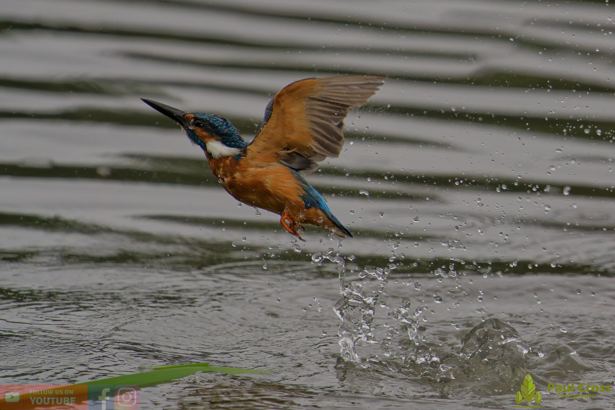 Kingfisher-00466.jpg
