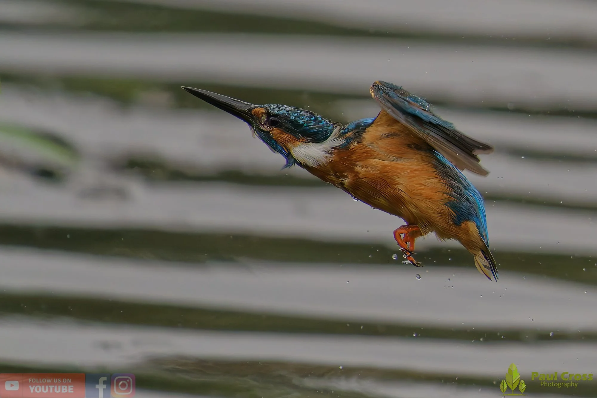 Kingfisher-00467.jpg