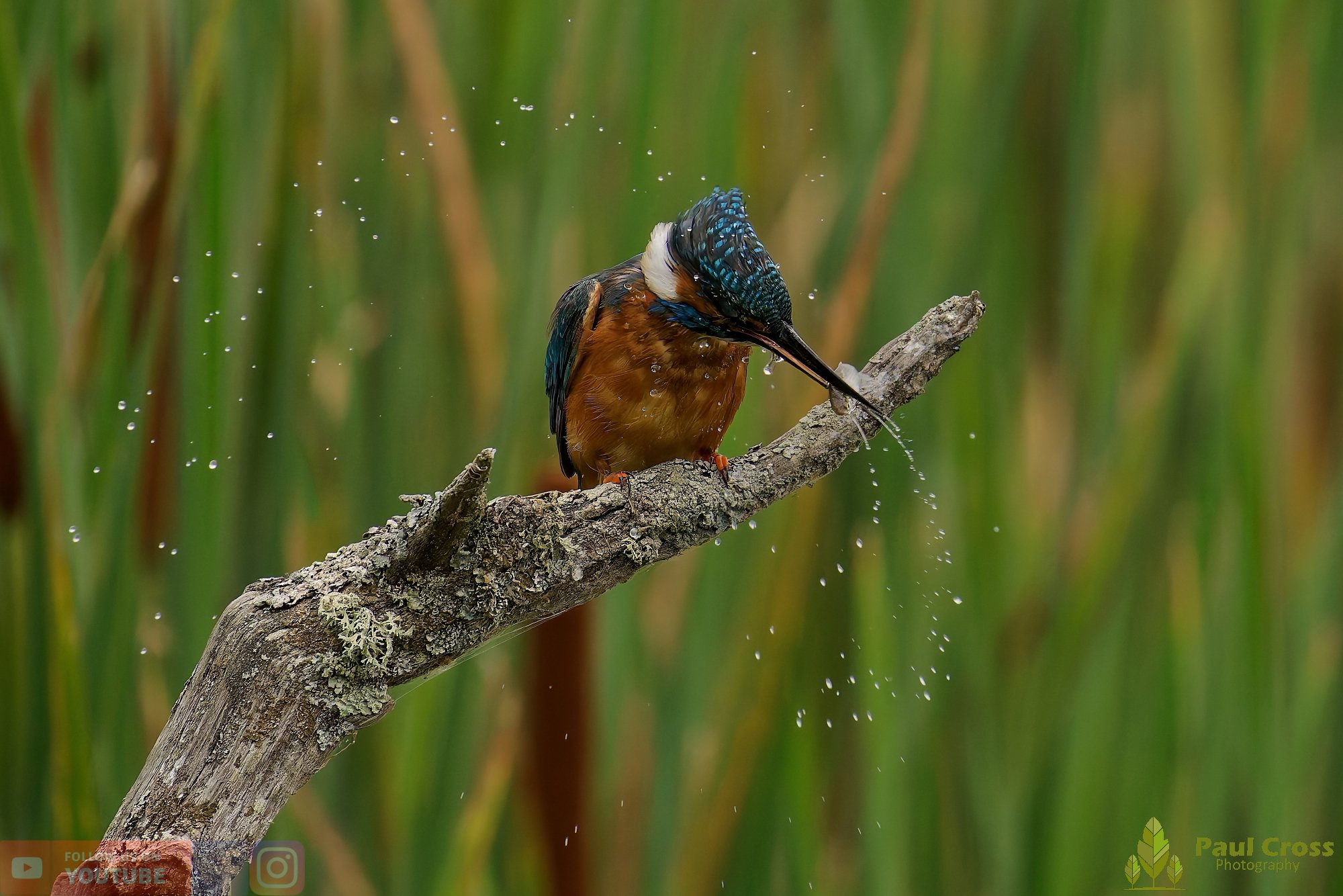Kingfisher-00468.jpg