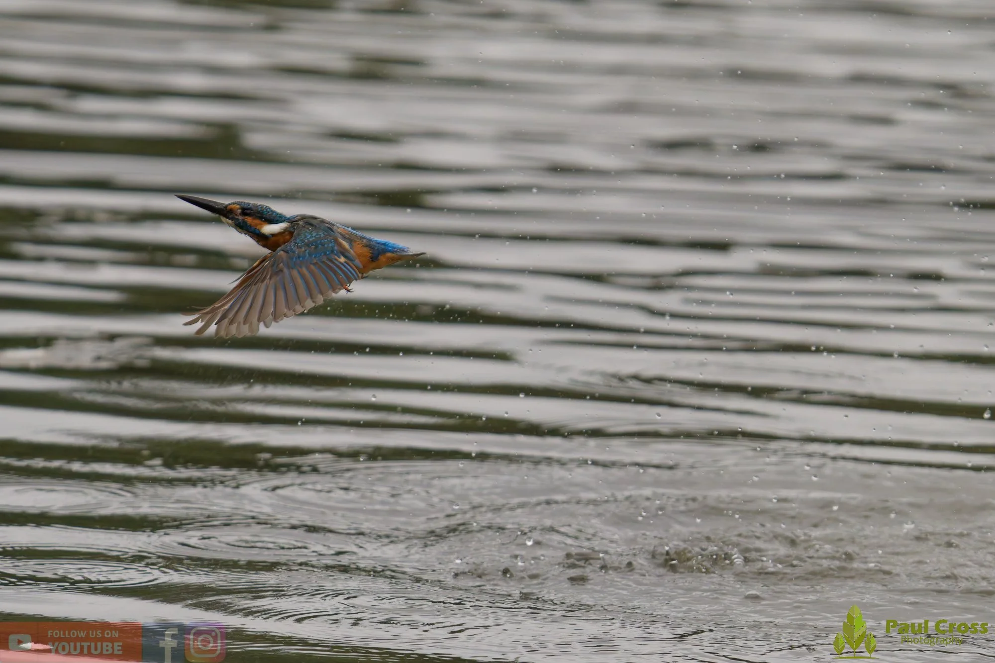 Kingfisher-00470.jpg