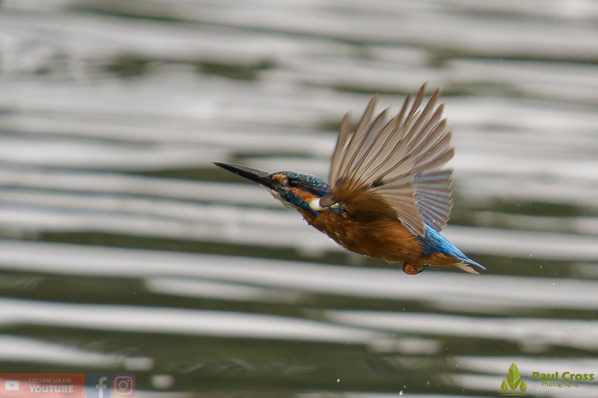 Kingfisher-00471.jpg