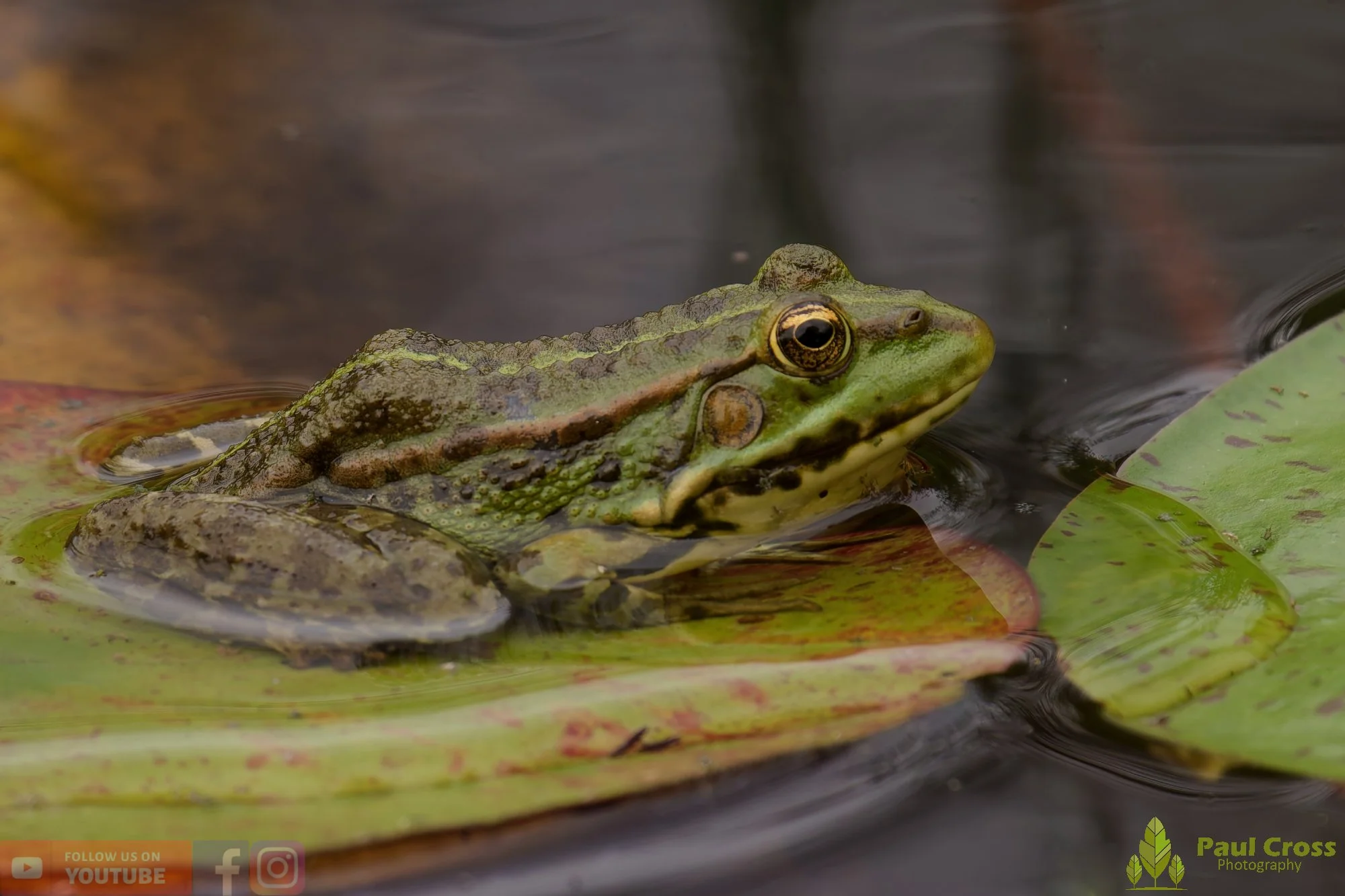 Marsh Frog-00063.jpg