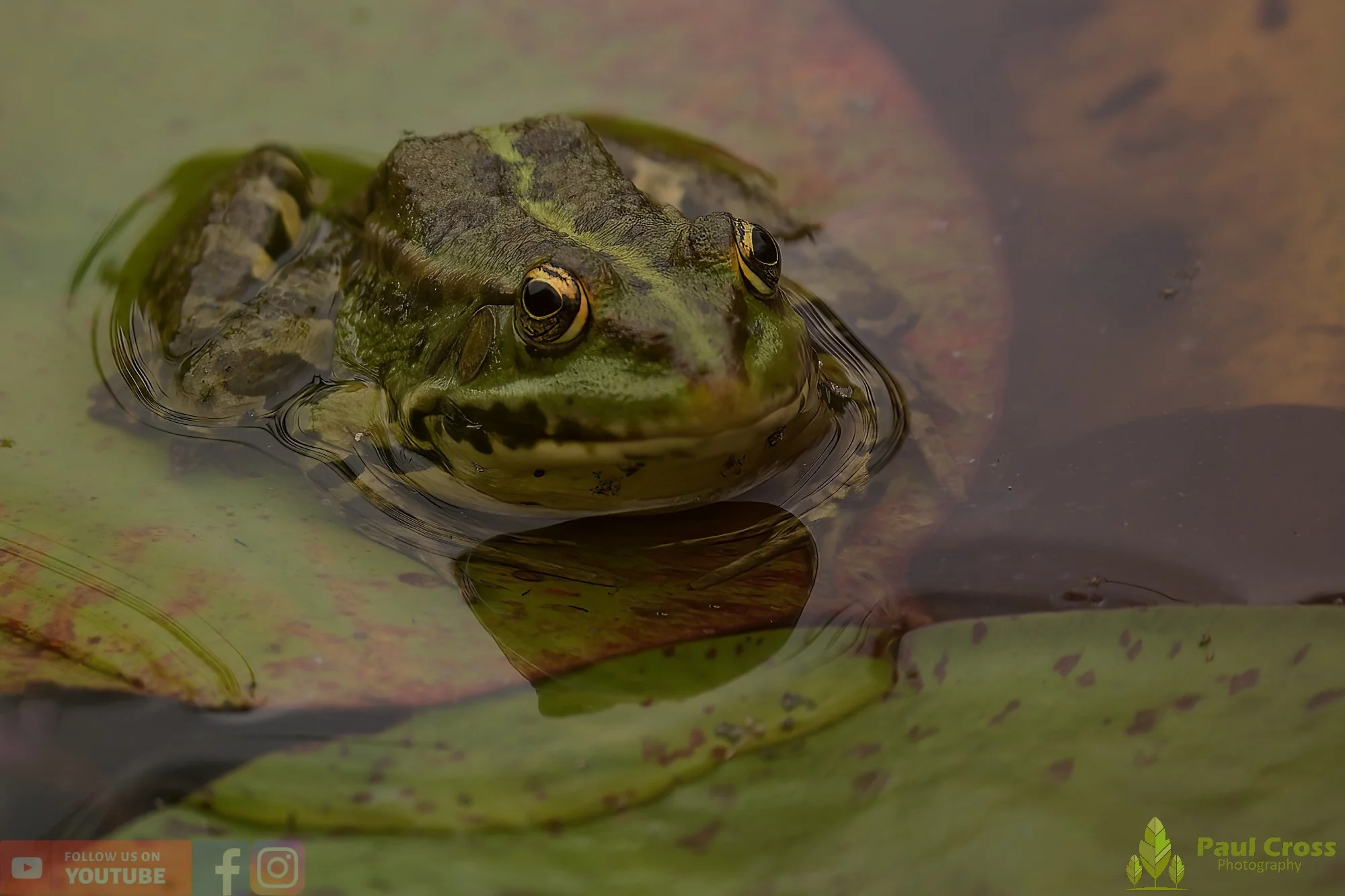 Marsh Frog-00065.jpg