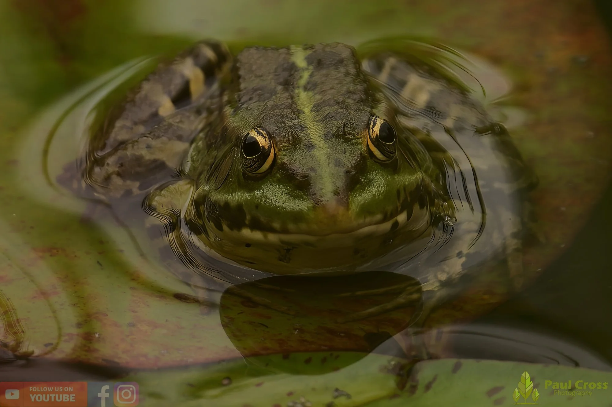 Marsh Frog-00066.jpg