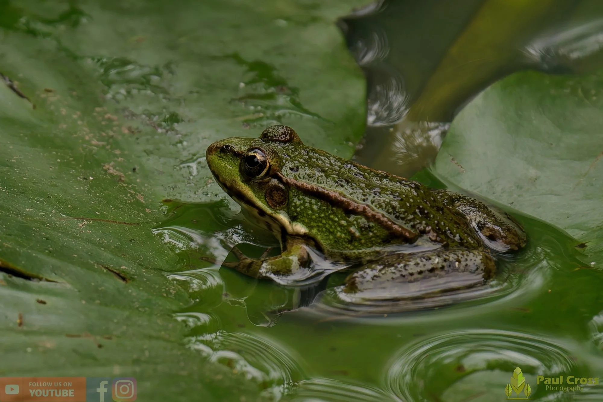 Marsh Frog-00067.jpg