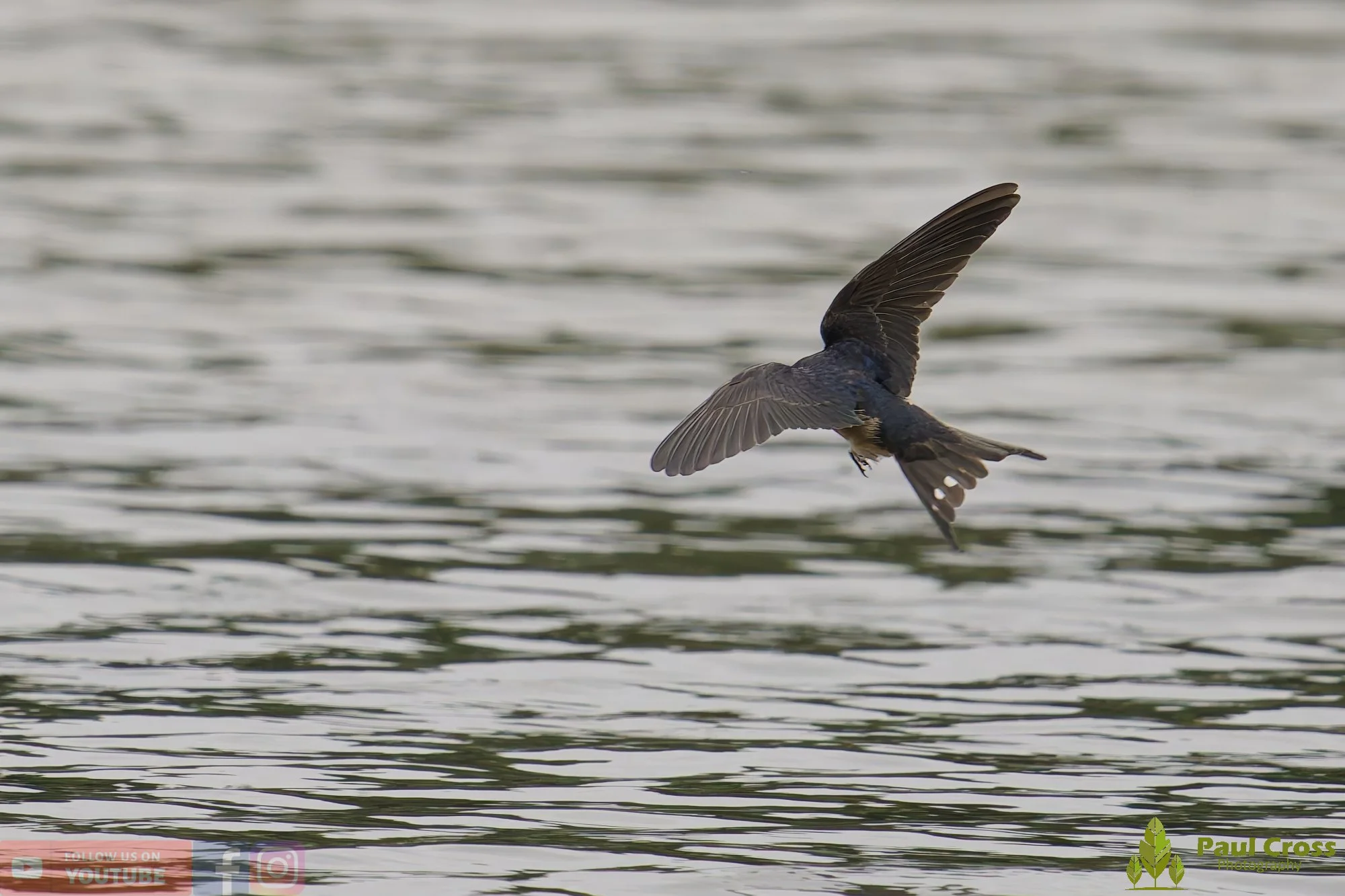 Swallow-00476.jpg