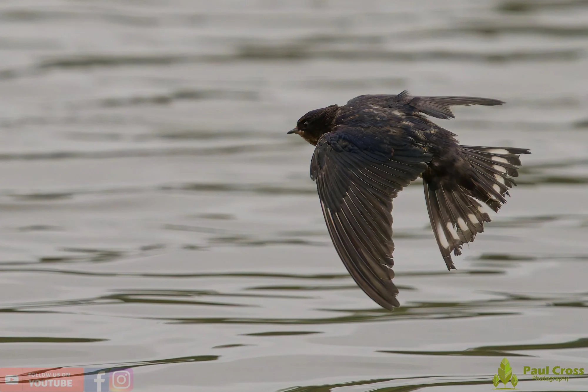 Swallow-00478.jpg