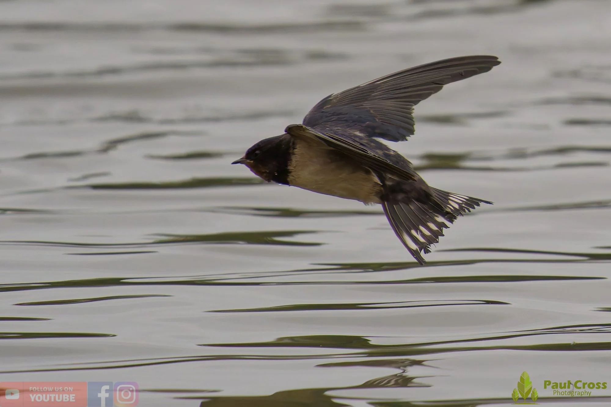 Swallow-00479.jpg