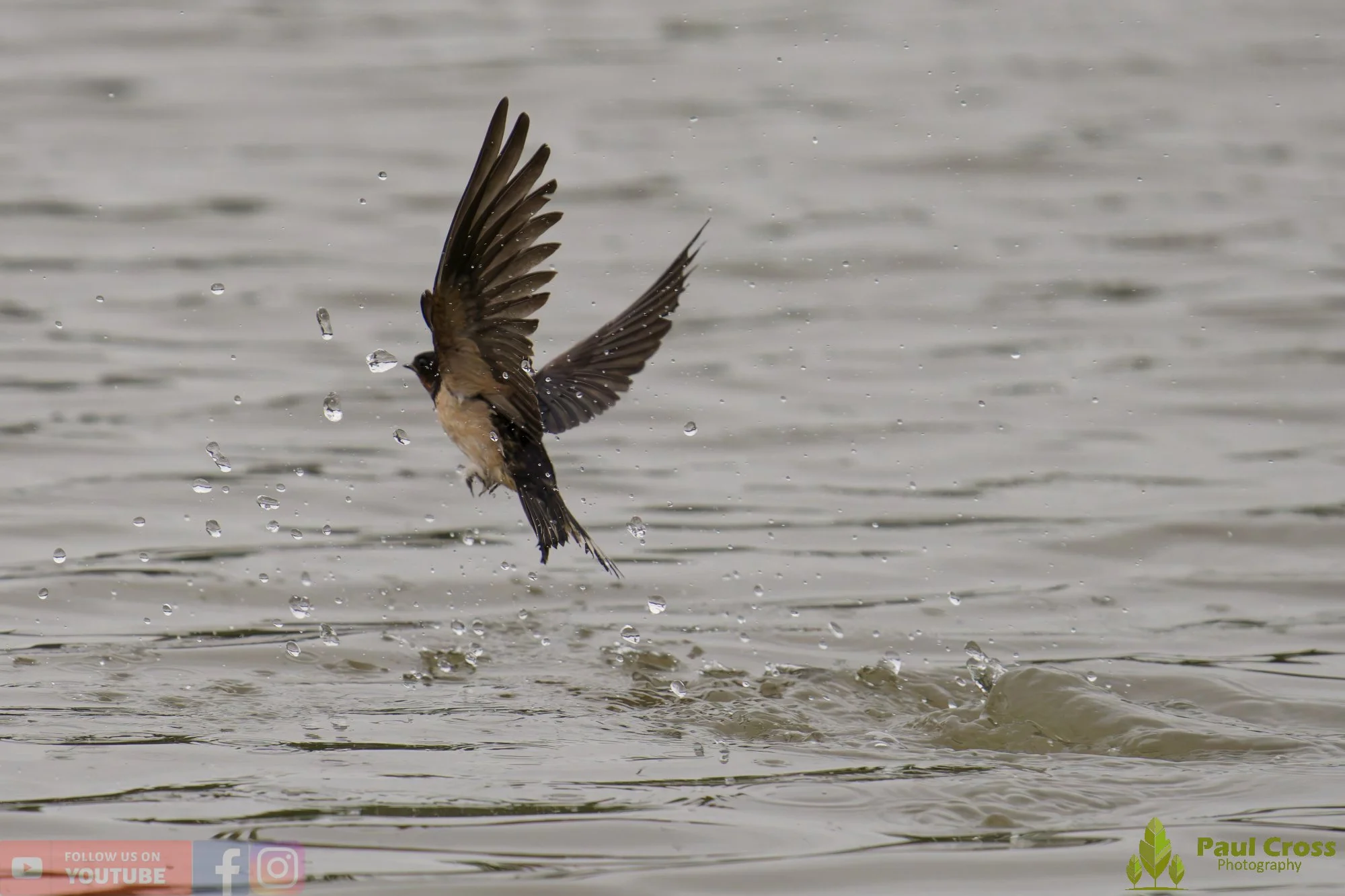 Swallow-00480.jpg
