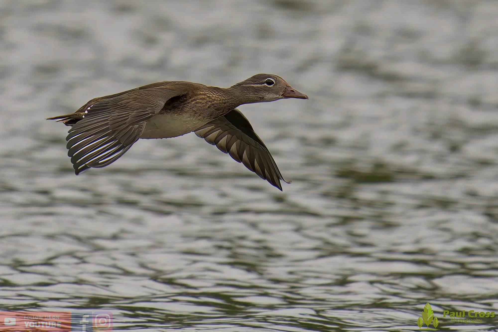 Gadwall-00252.jpg