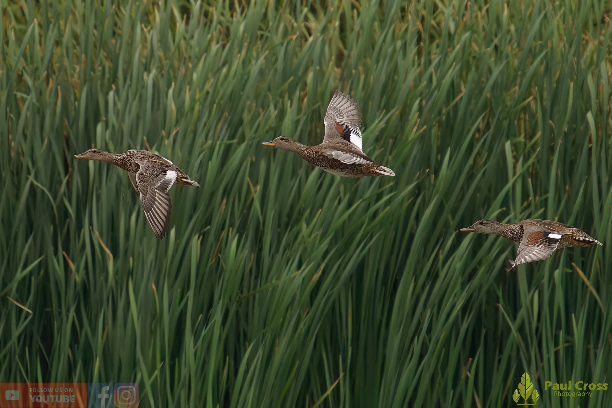 Gadwall-00251.jpg