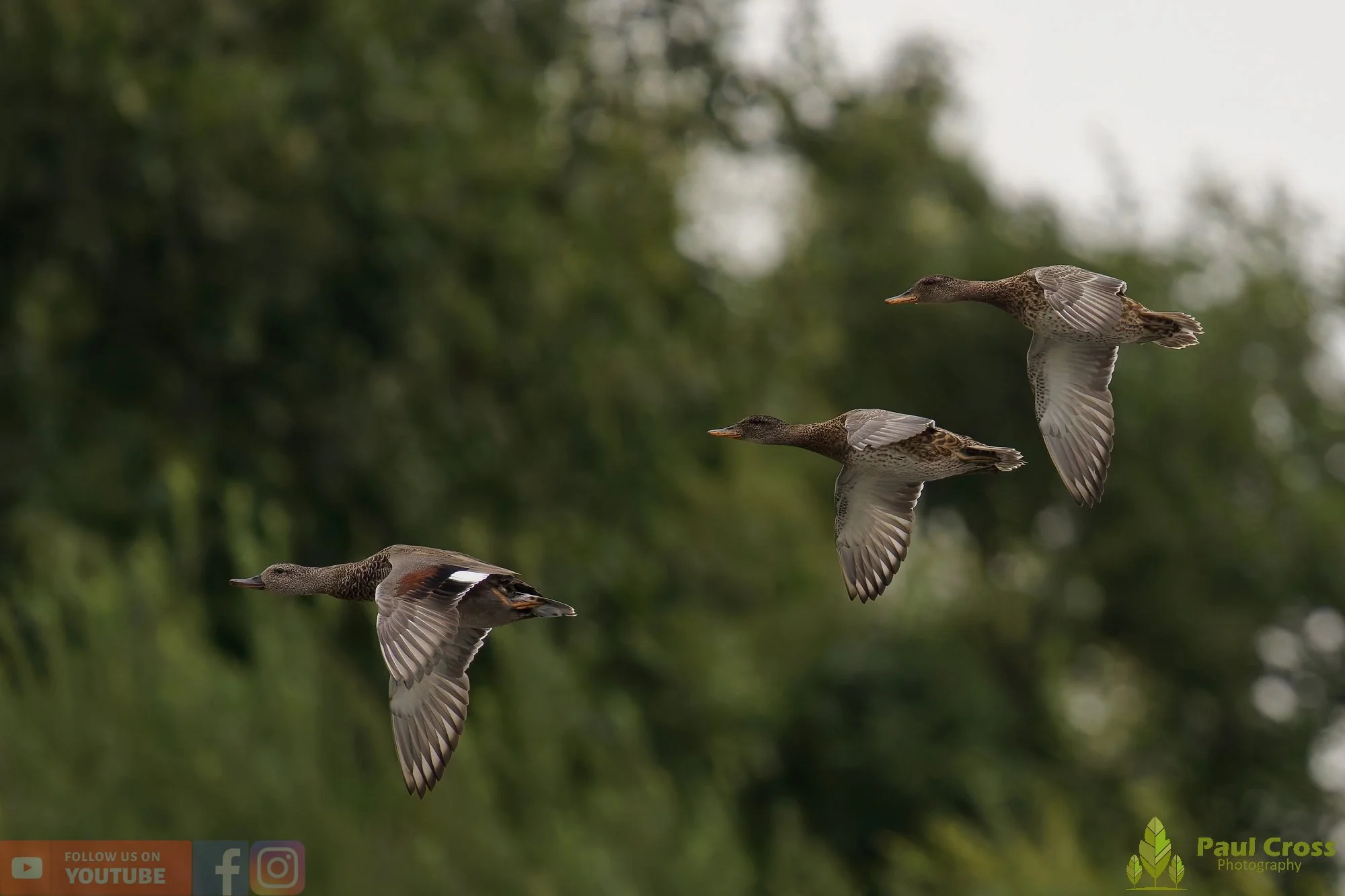 Gadwall-00253.jpg