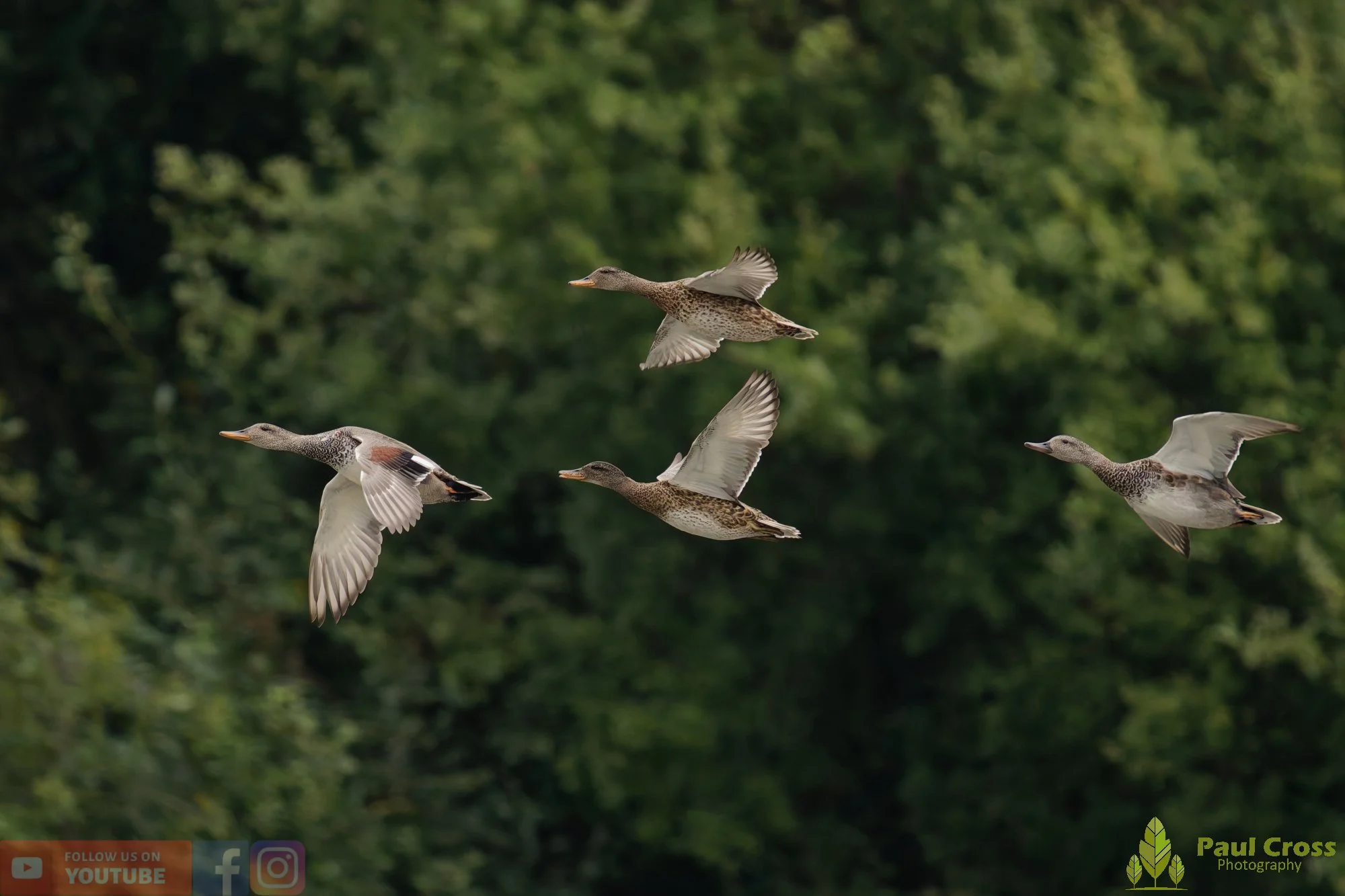 Gadwall-00254.jpg