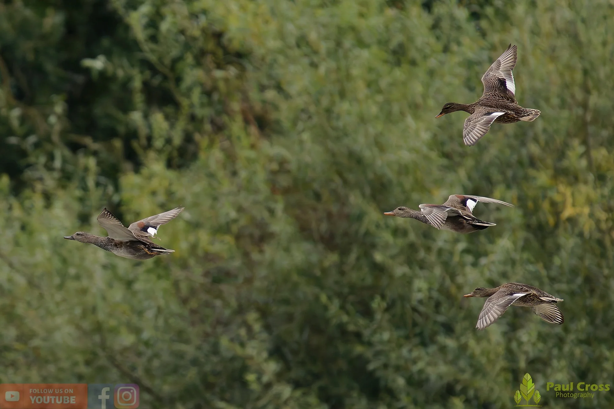 Gadwall-00255.jpg