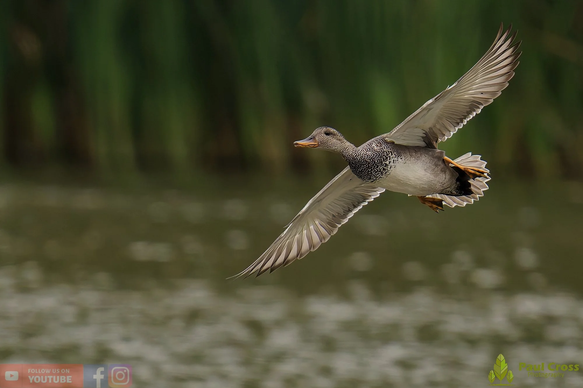 Gadwall-00256.jpg
