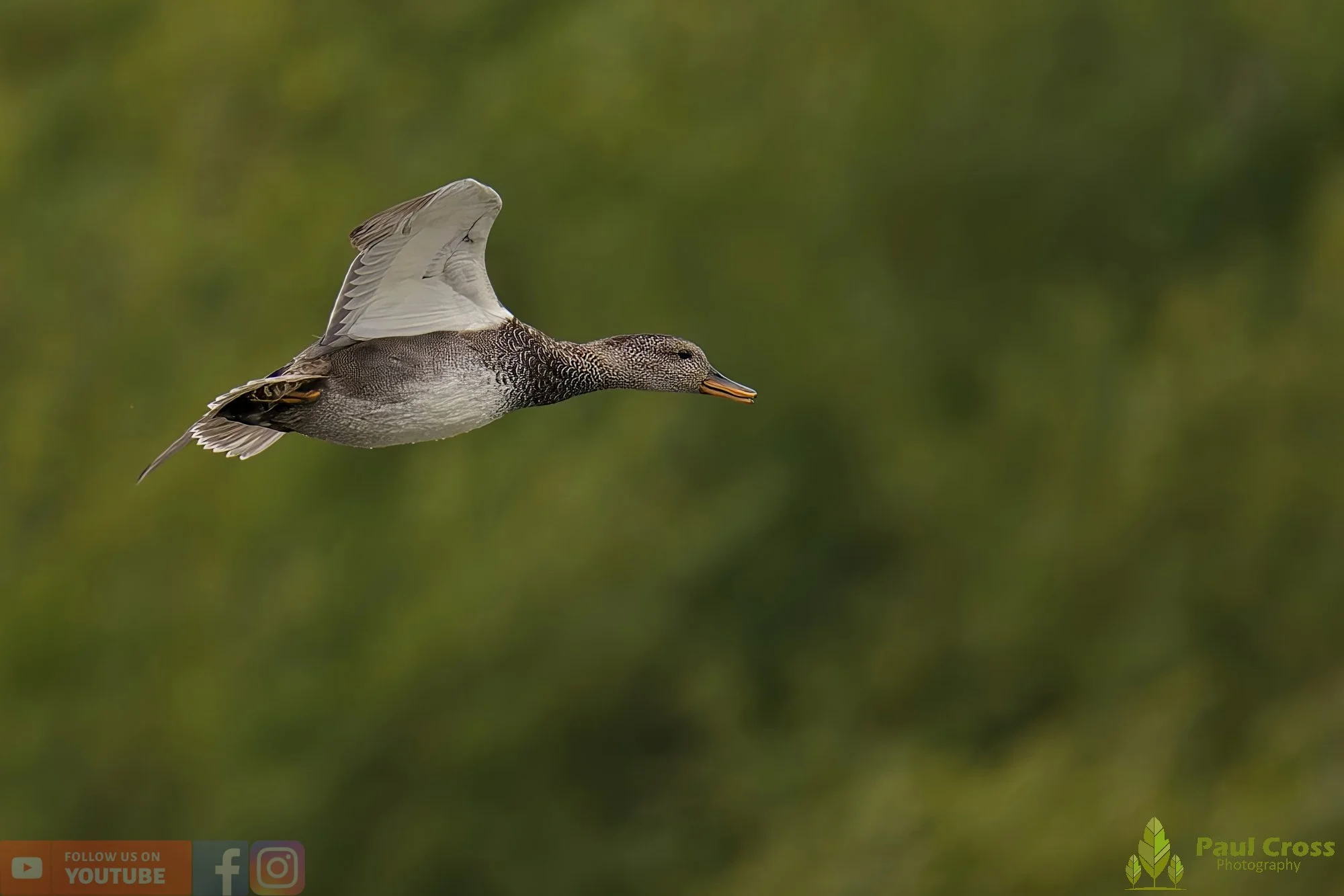 Gadwall-00257.jpg