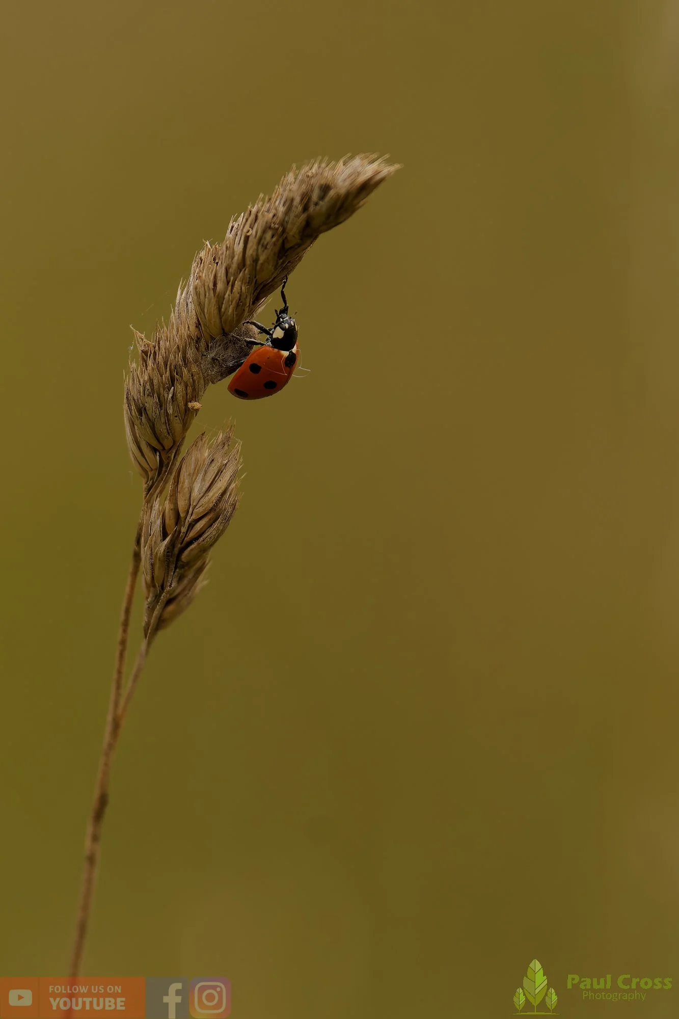 Harlequin Ladybird -00034.jpg