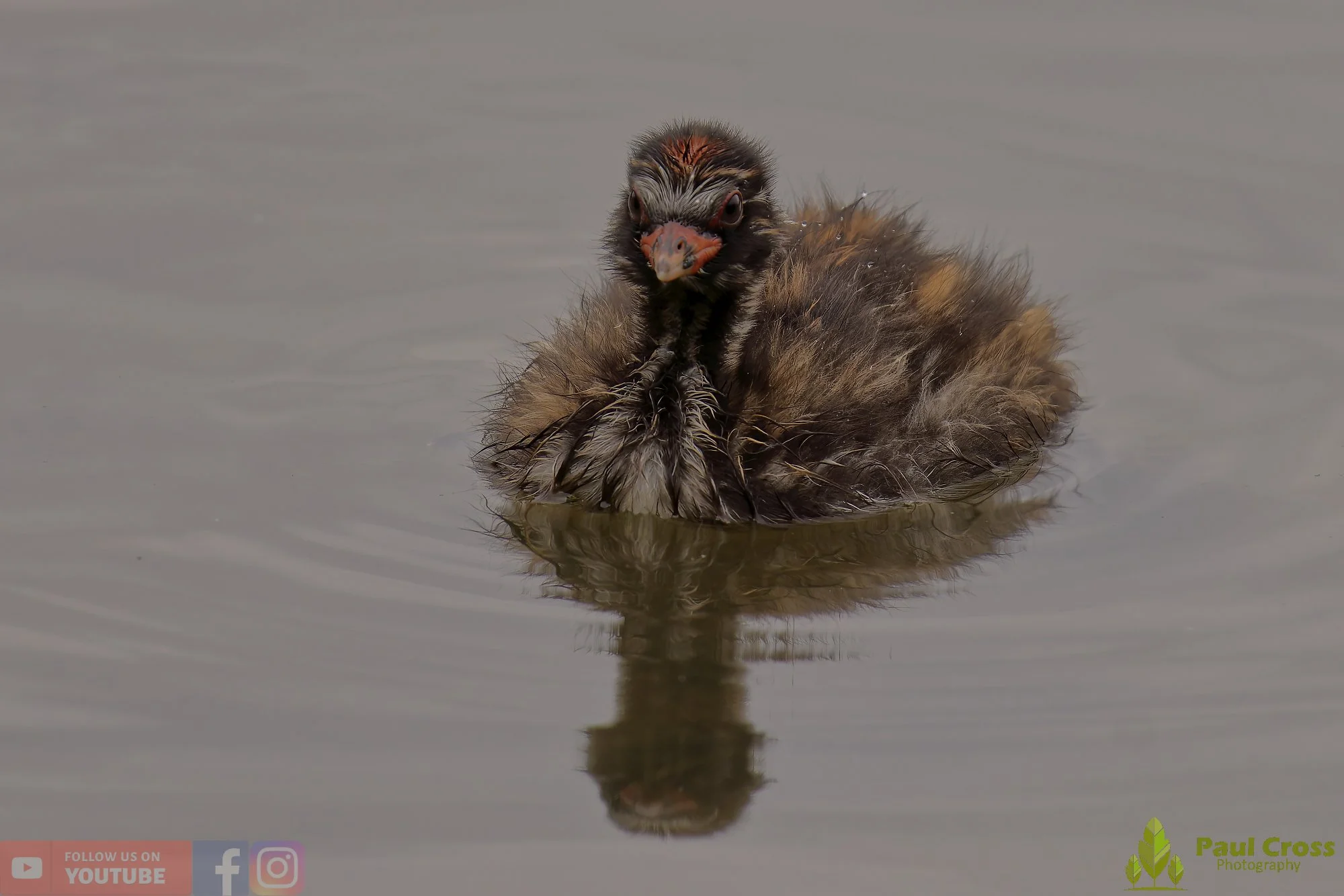 Little Grebe-00256.jpg